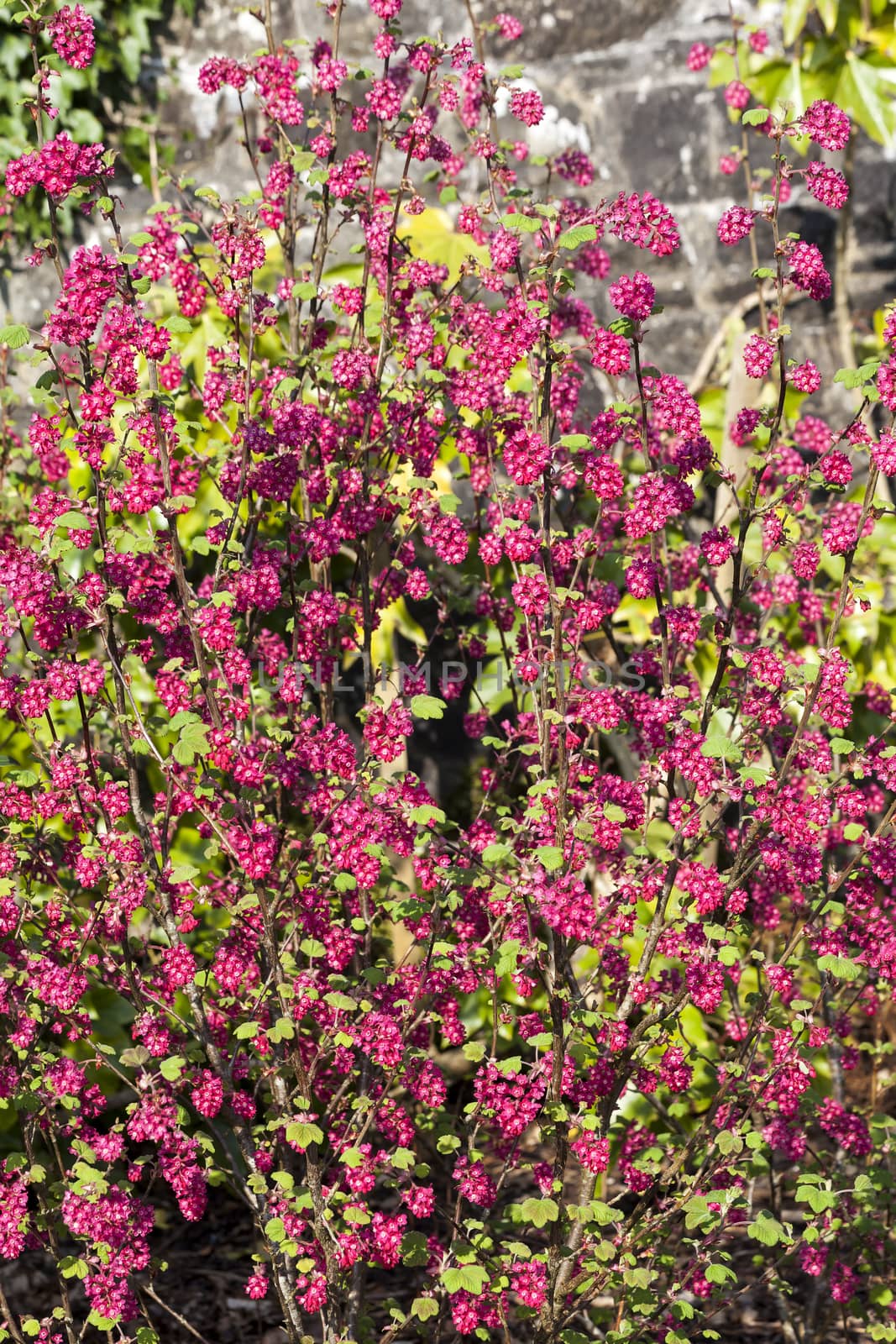 Ribes sanguineum 'Koja' an early spring dark red flower shrub commonly known as  flowering currant