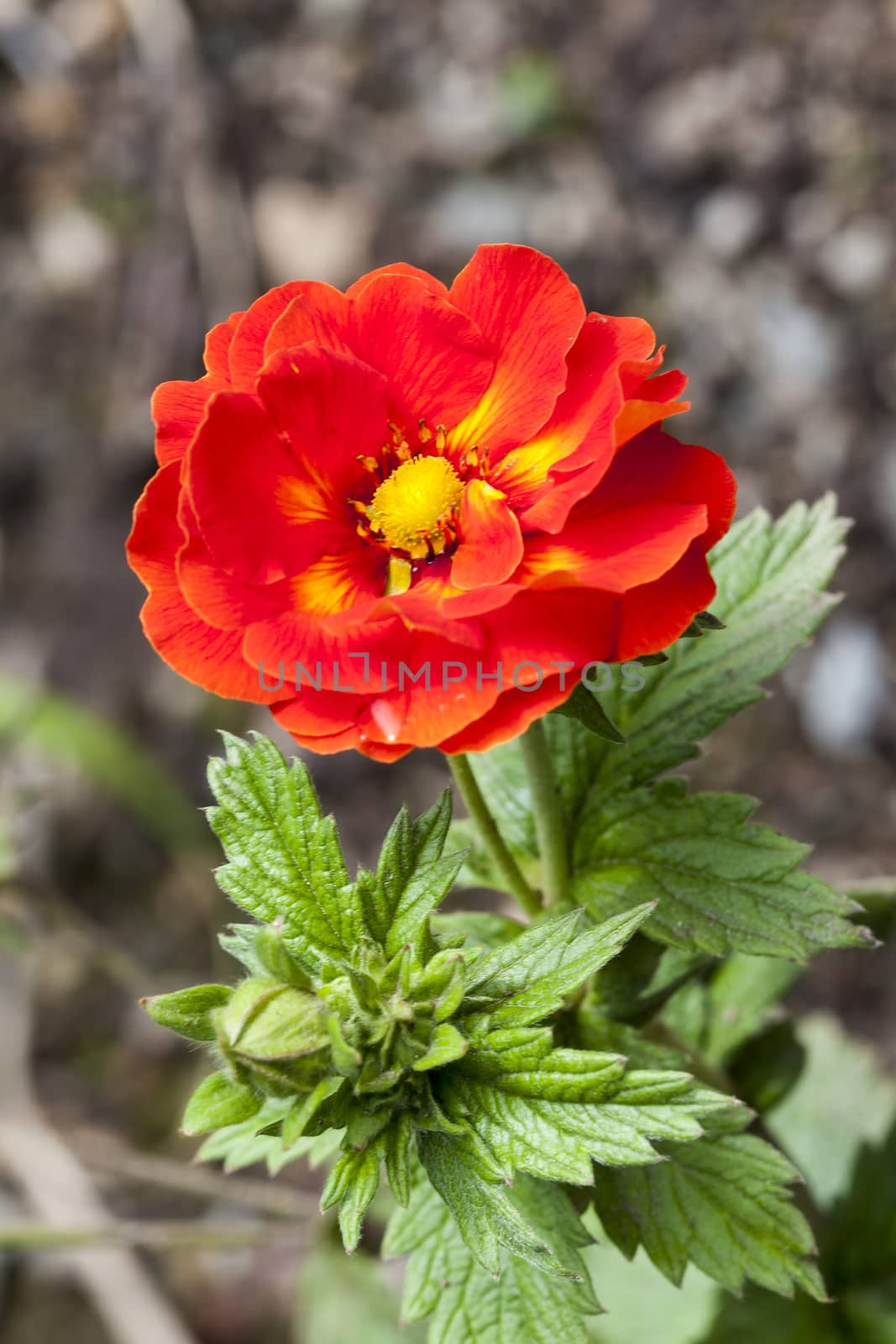 Potentilla 'William Rollison' a red semi double flowered plant