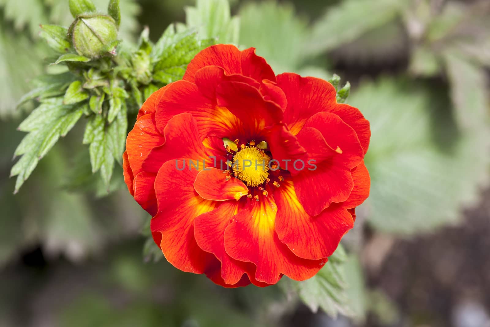 Potentilla 'William Rollison' a red semi double flowered plant