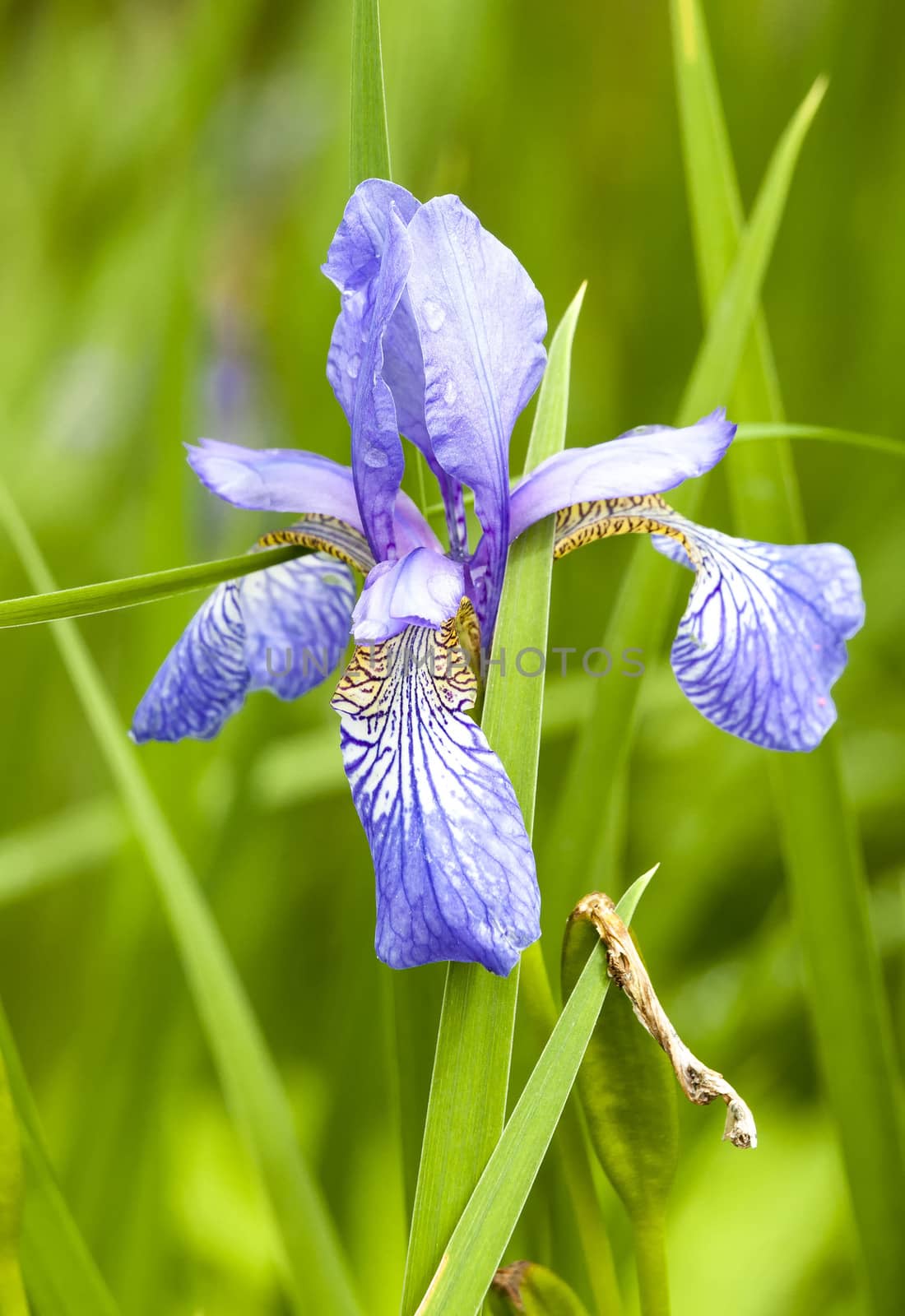 Iris an early flowering spring summer garden perennial plant