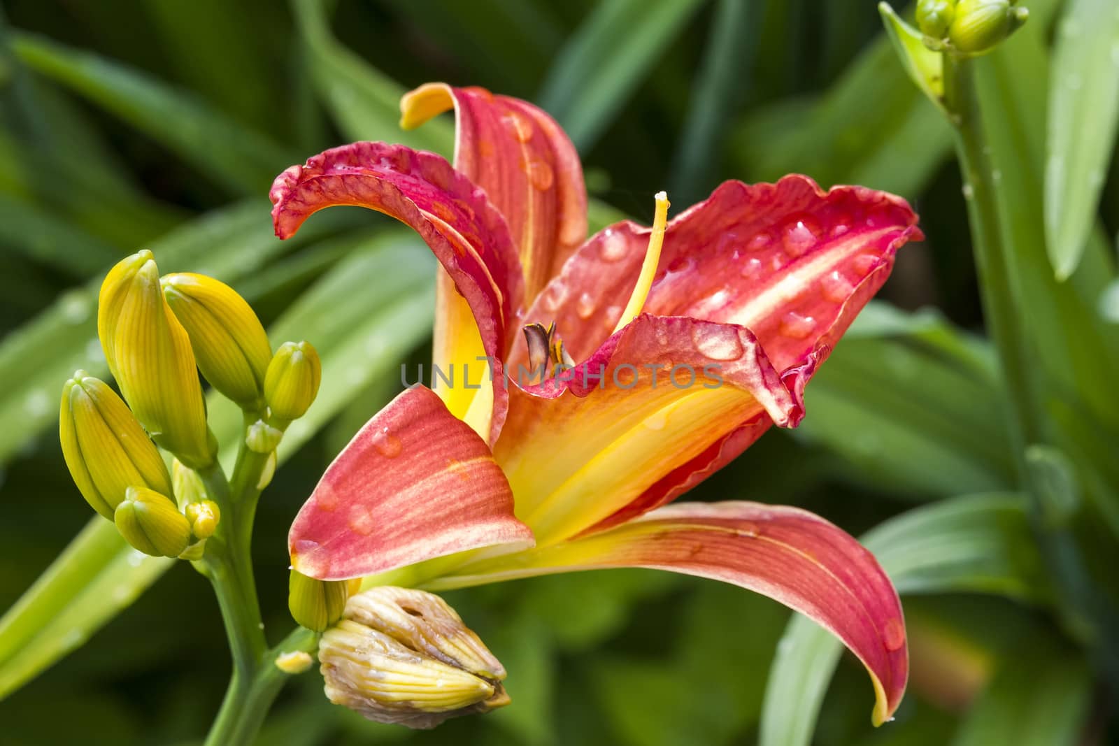 Hemerocallis a spring flowering plant commonly known as daylily