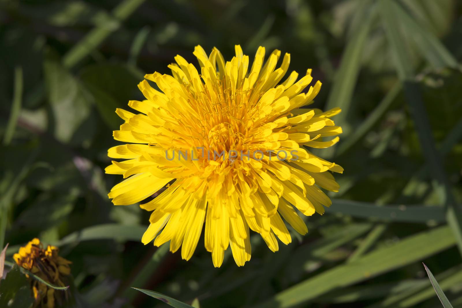 Dandelion flower a yellow stubborn weed commonly known as clockflower, bitterwort or lion's tooth