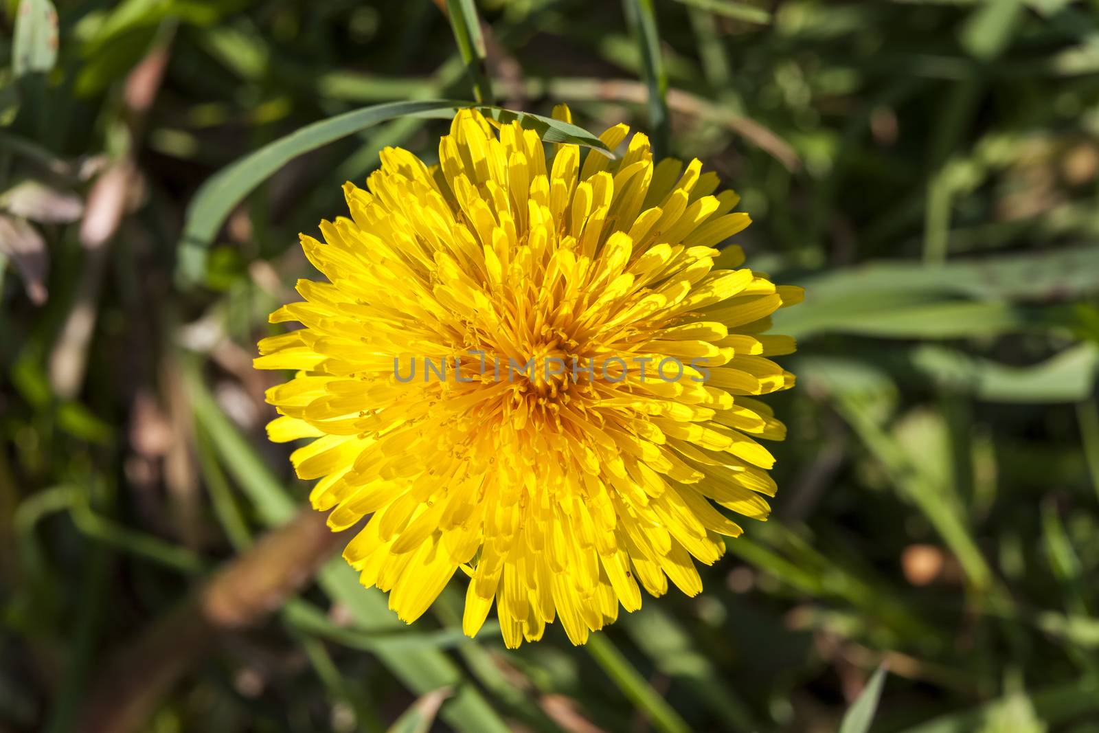 Dandelion flower a yellow stubborn weed commonly known as clockflower, bitterwort or lion's tooth