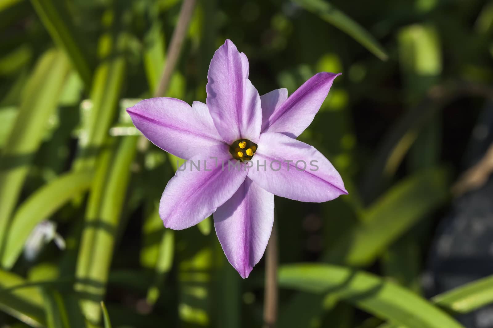 Ipheion 'Tessa'  a spring mid to dark pink perennial flower plant commomly known as starflower