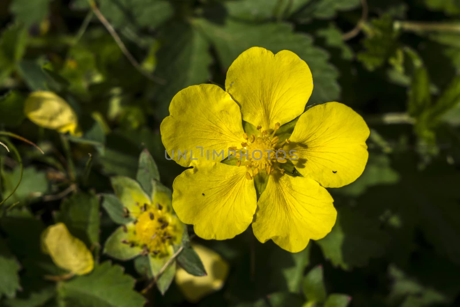 The spring pimp (Potentilla neumanniana) flower in the field. 