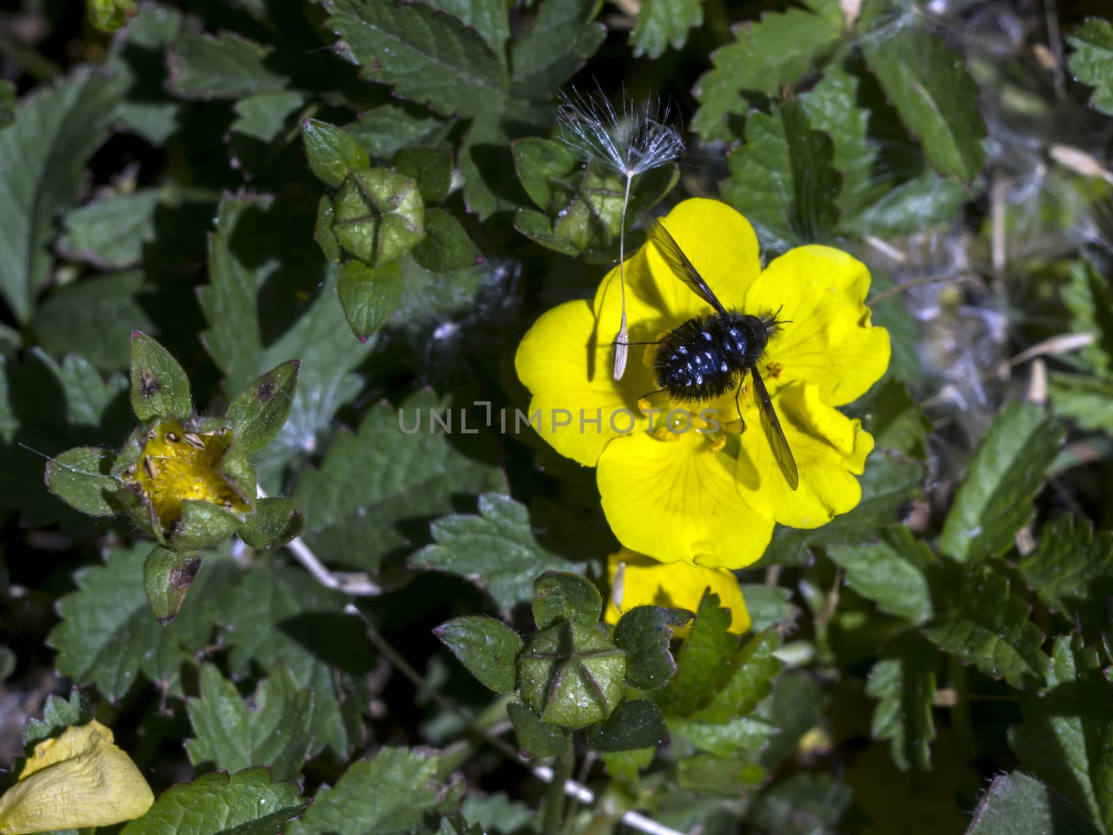 The spring pimp (Potentilla neumanniana) flower in the field. 