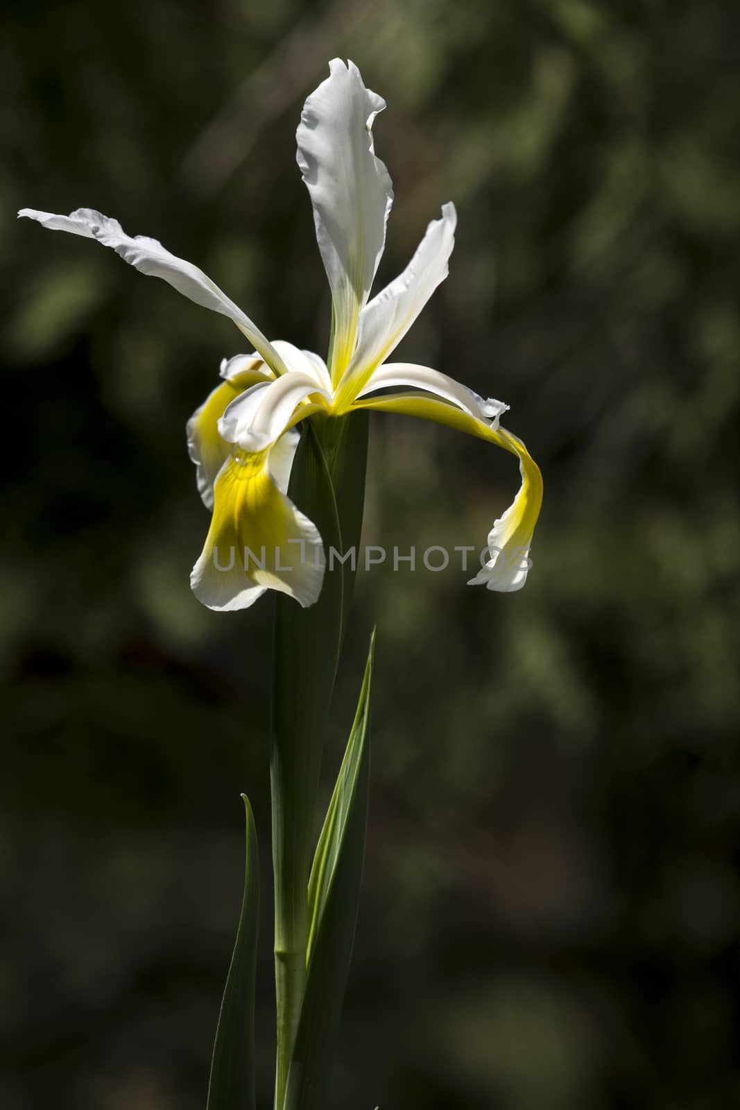 Veiled iris (Iris Spurio) by dadalia