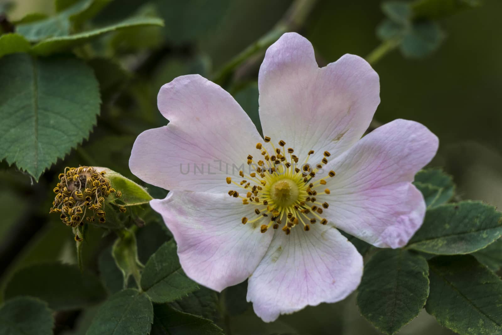 Wild Rose (Rosa Canina) in the woods.
