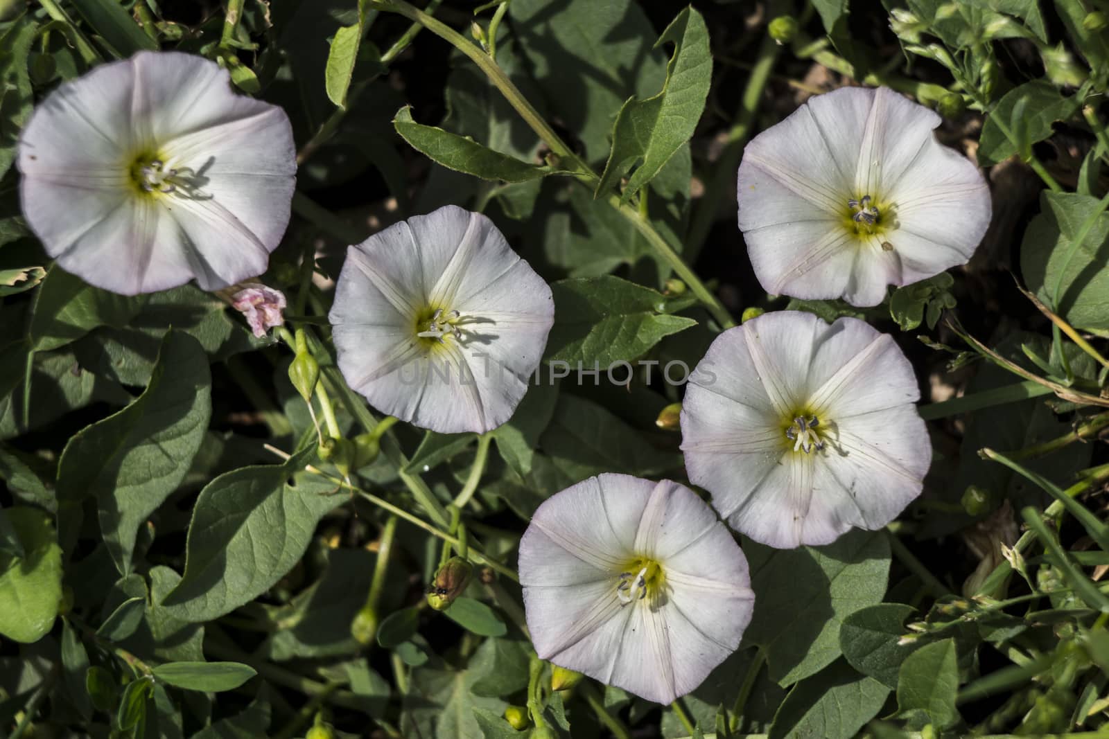 Bindweed (Convolvulus arvensis) by dadalia