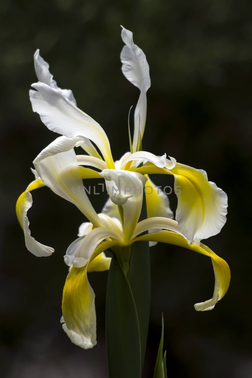 Veiled iris (Iris Spurio) by dadalia