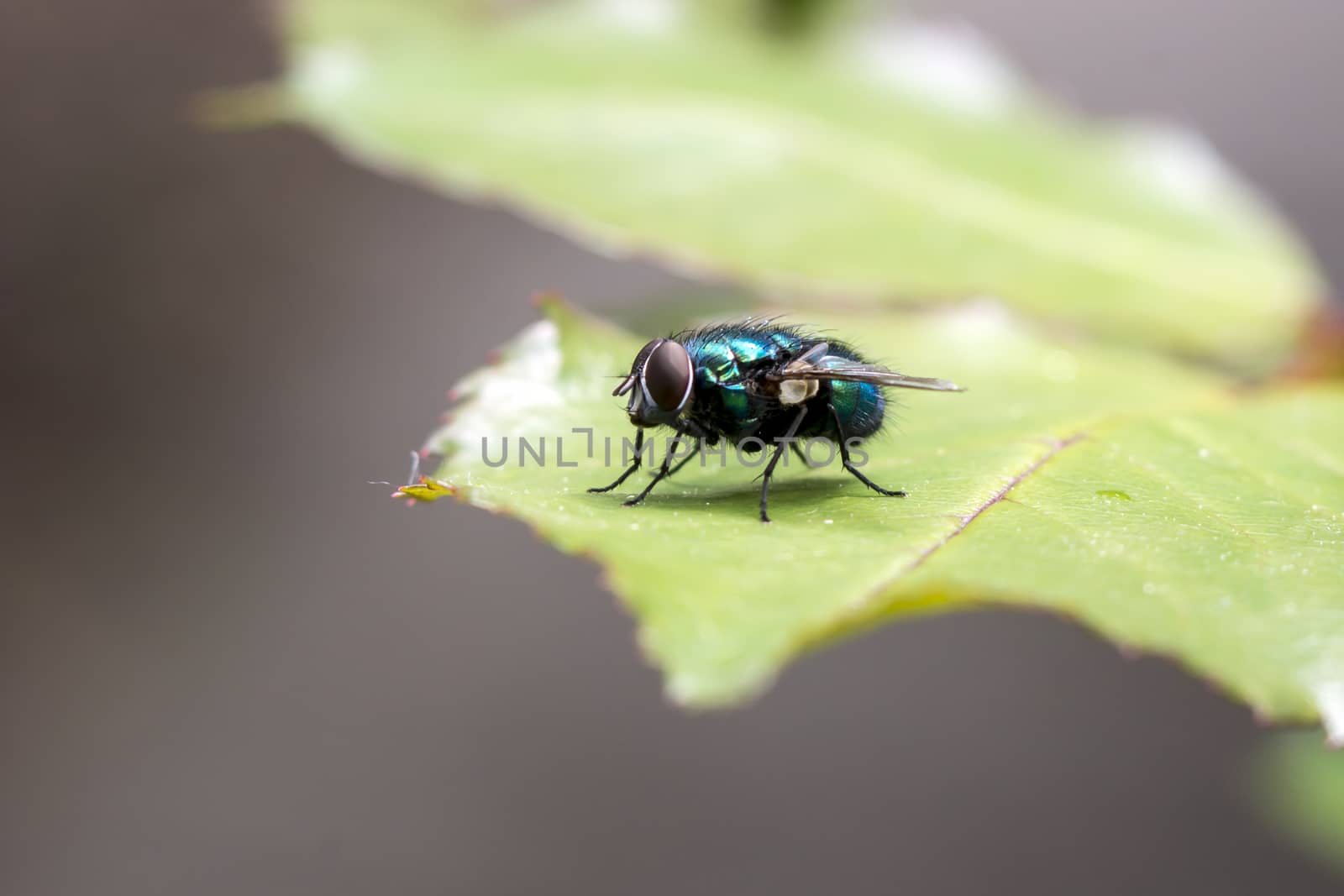The housefly (Musca domestica) rests on the leaf.