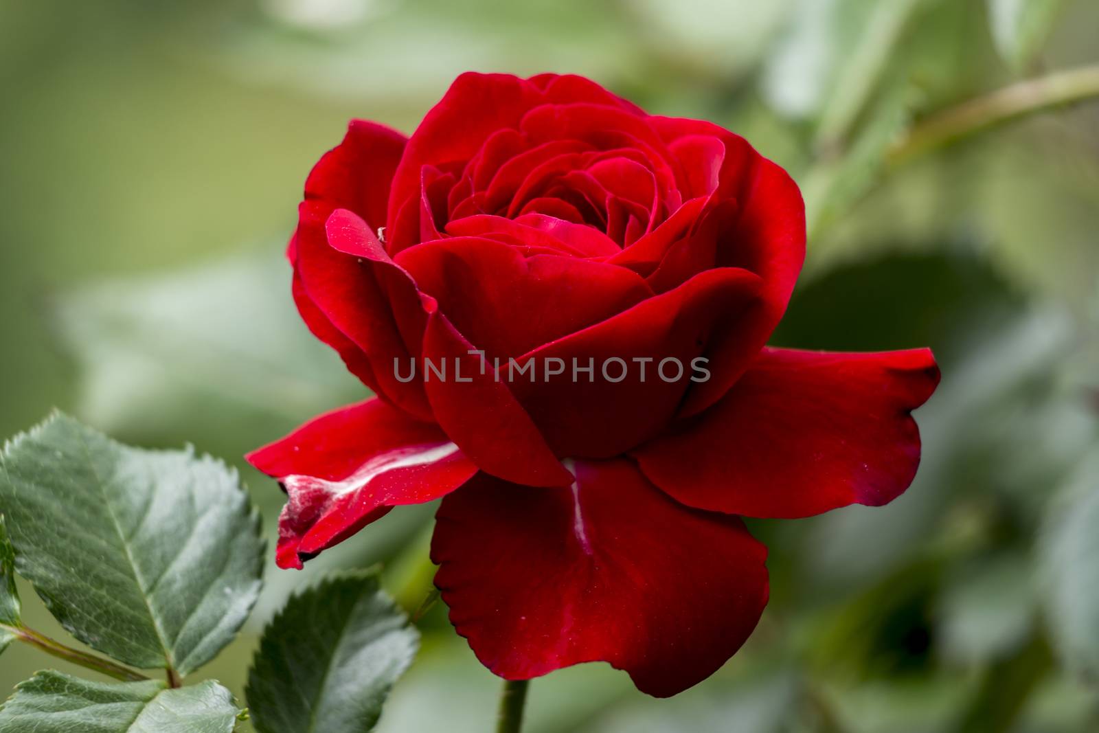 red rose in the rain by dadalia