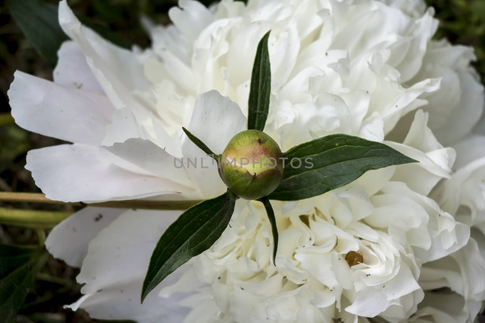 The peony (Paeonia officinalis) is blooming in May.