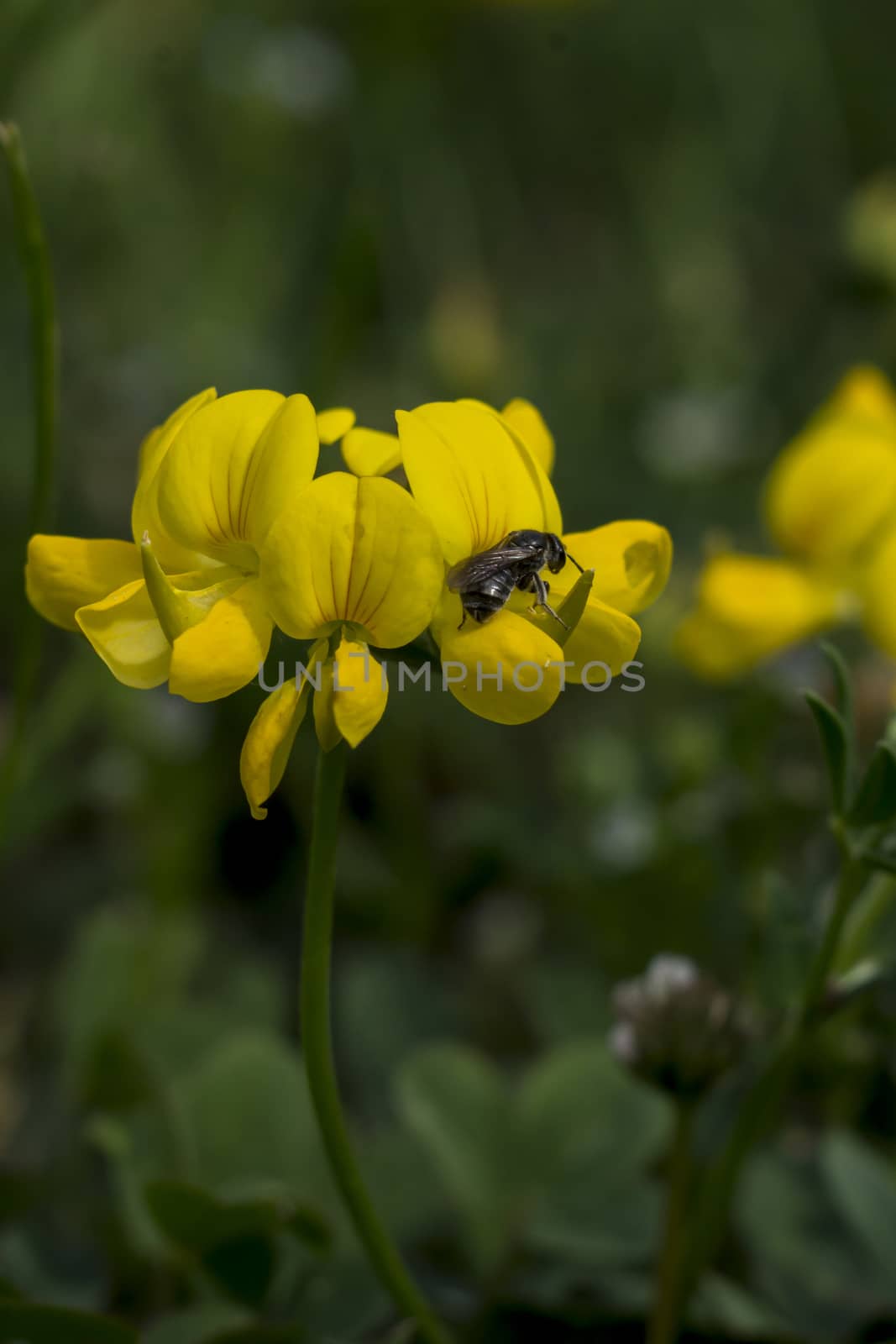 The Maltese Alfalfa (Trifolium campestre) is a wildflower of fields. 