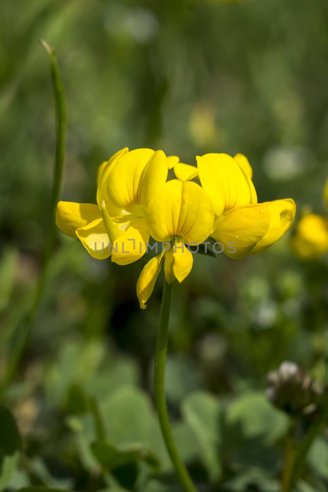 The Maltese Alfalfa (Trifolium campestre) is a wildflower of fields. 