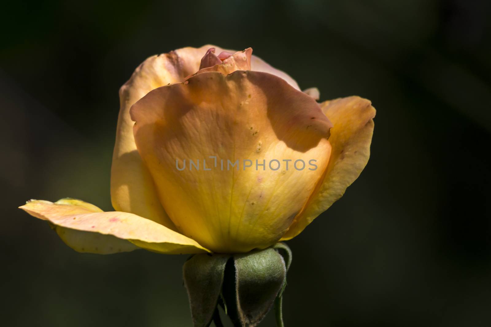 The yellow rose is filled with water droplets.