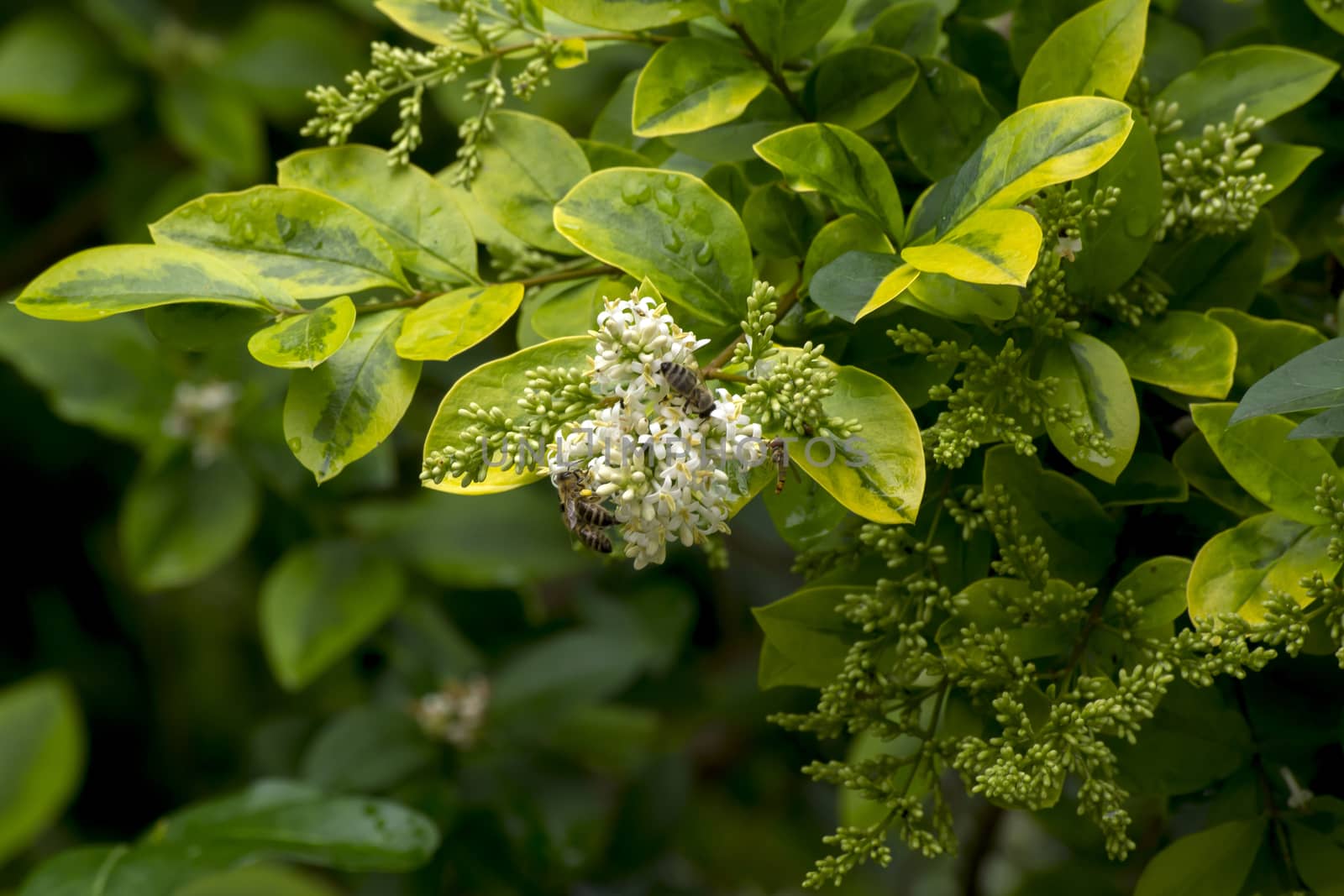 Common ice cream (Ligustrum vulgare) is the ornament of the park.