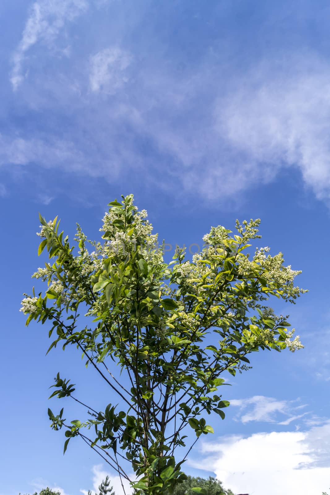 Common ice cream (Ligustrum vulgare) is the ornament of the park.