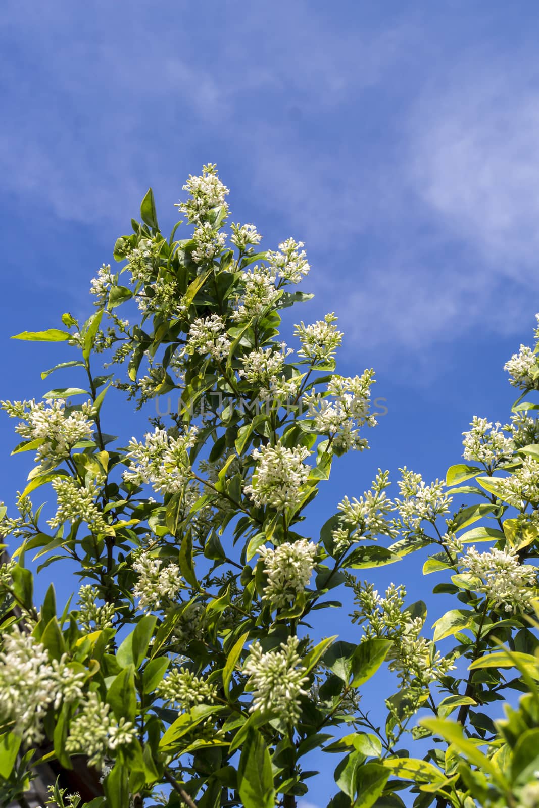 Common ice cream (Ligustrum vulgare) is the ornament of the park.