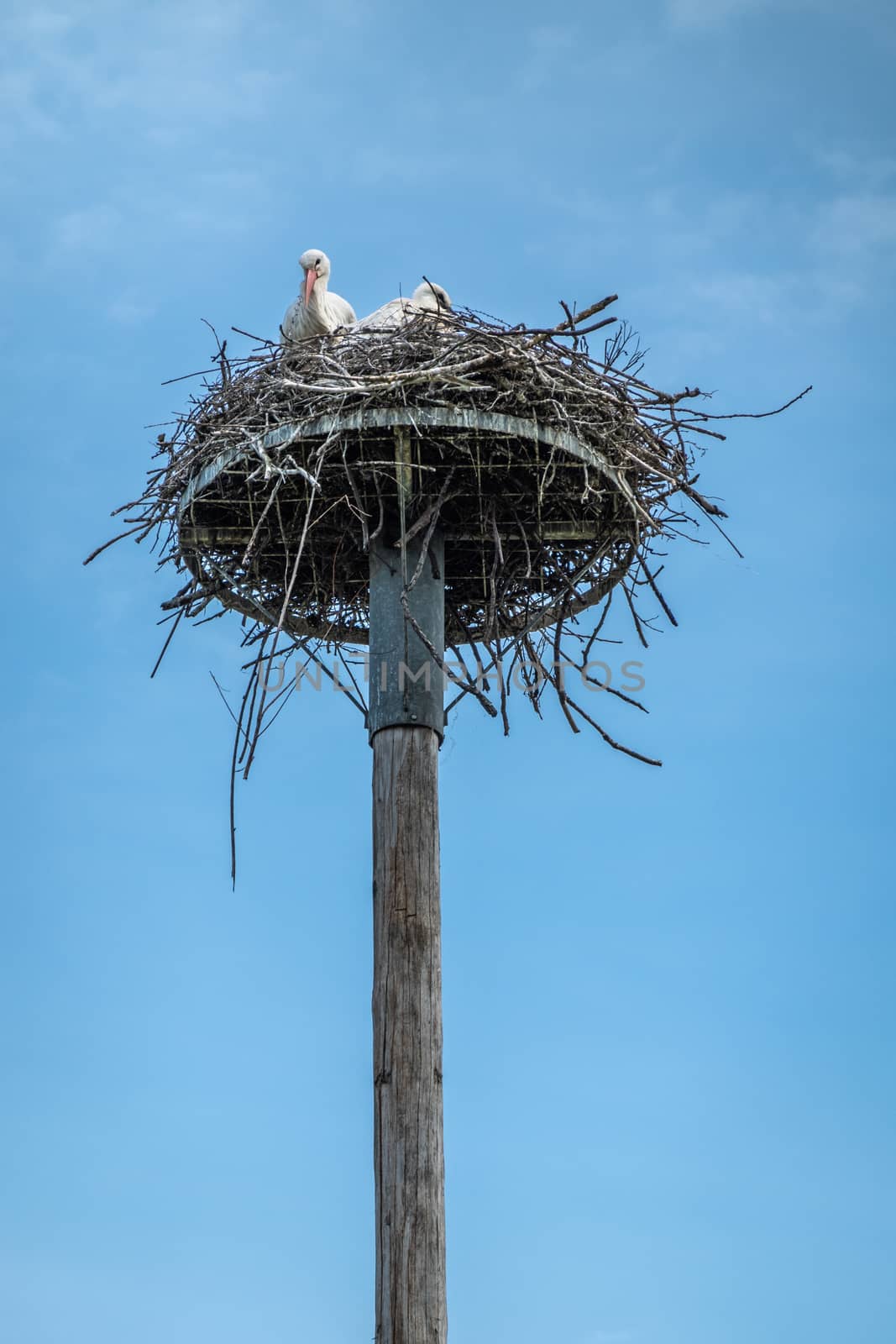 Knokke-Heist, Flanders, Belgium -  June 18, 2019: Zwin Bird Refuge. Closeup of adult stork and baby stork sitting on nest made on top of pillar against blue sky.