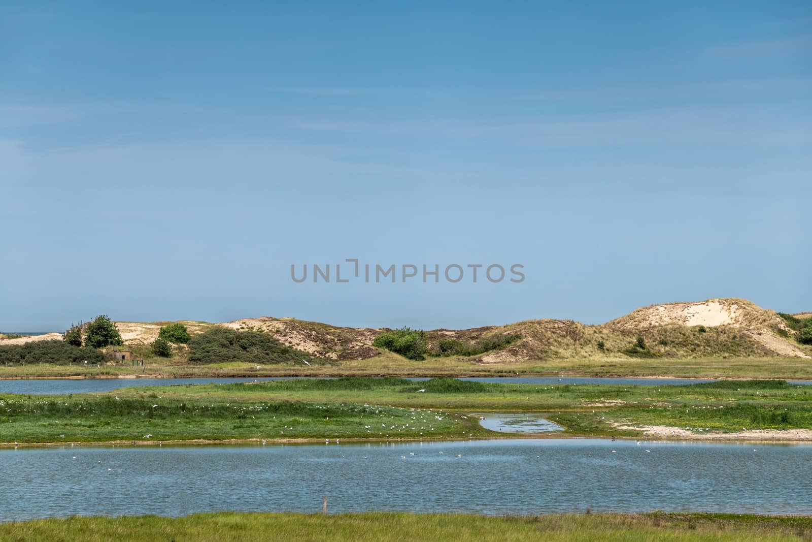 Salt water creek and dunes in Zwin Bird Refuge, Knokke-Heist, Fl by Claudine