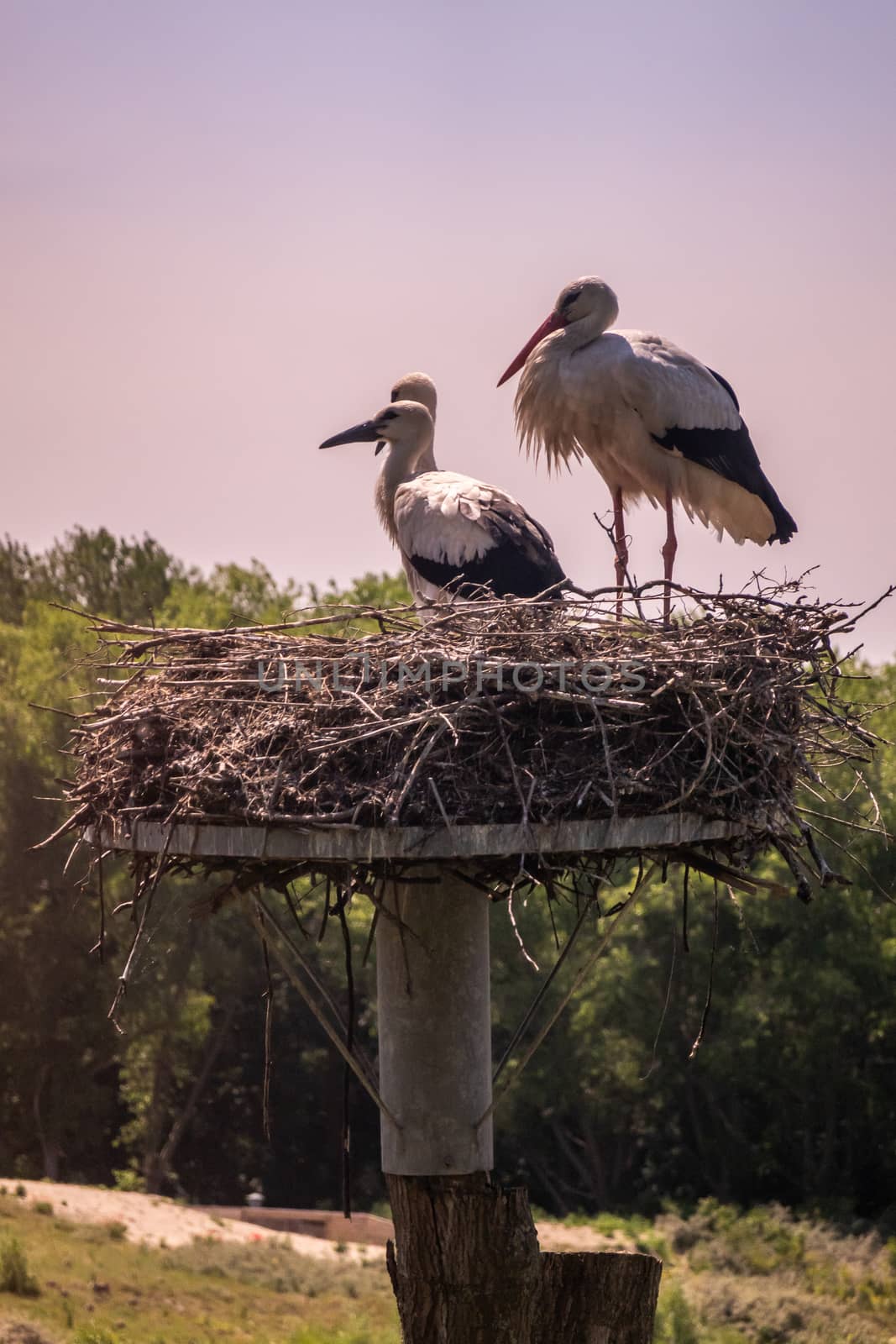 Knokke-Heist, Flanders, Belgium -  June 18, 2019: Zwin Bird Refuge. Closeup of adult stork and two chicks storks sitting on nest made on top of pillar against evening sky. green foliage.