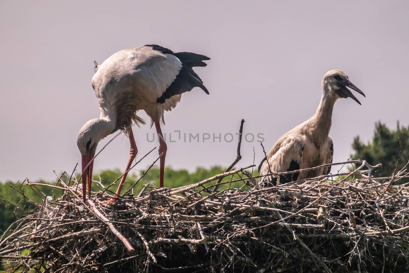 Knokke-Heist, Flanders, Belgium -  June 18, 2019: Zwin Bird Refuge. Closeup of adult stork adjusting nest plus chick against evening sky. green foliage.