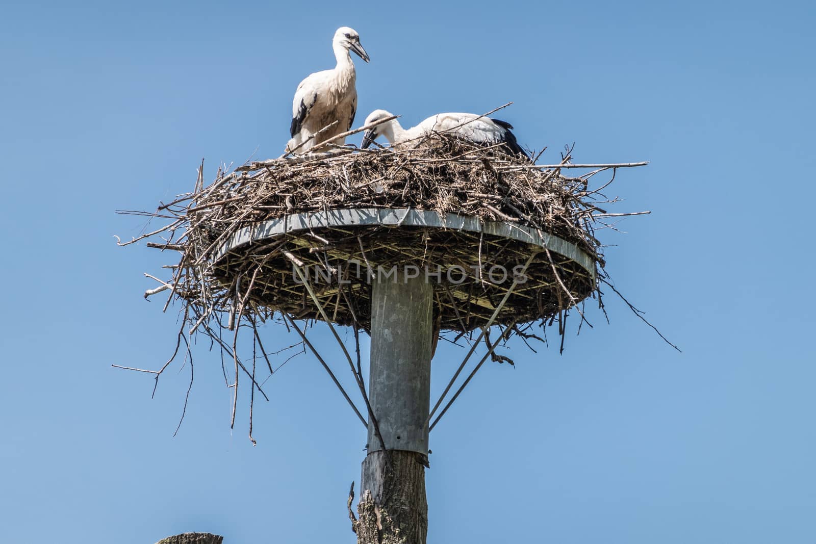 Knokke-Heist, Flanders, Belgium -  June 18, 2019: Zwin Bird Refuge. Closeup of two stork chicks waiting in nest on top of pillar against blue sky.