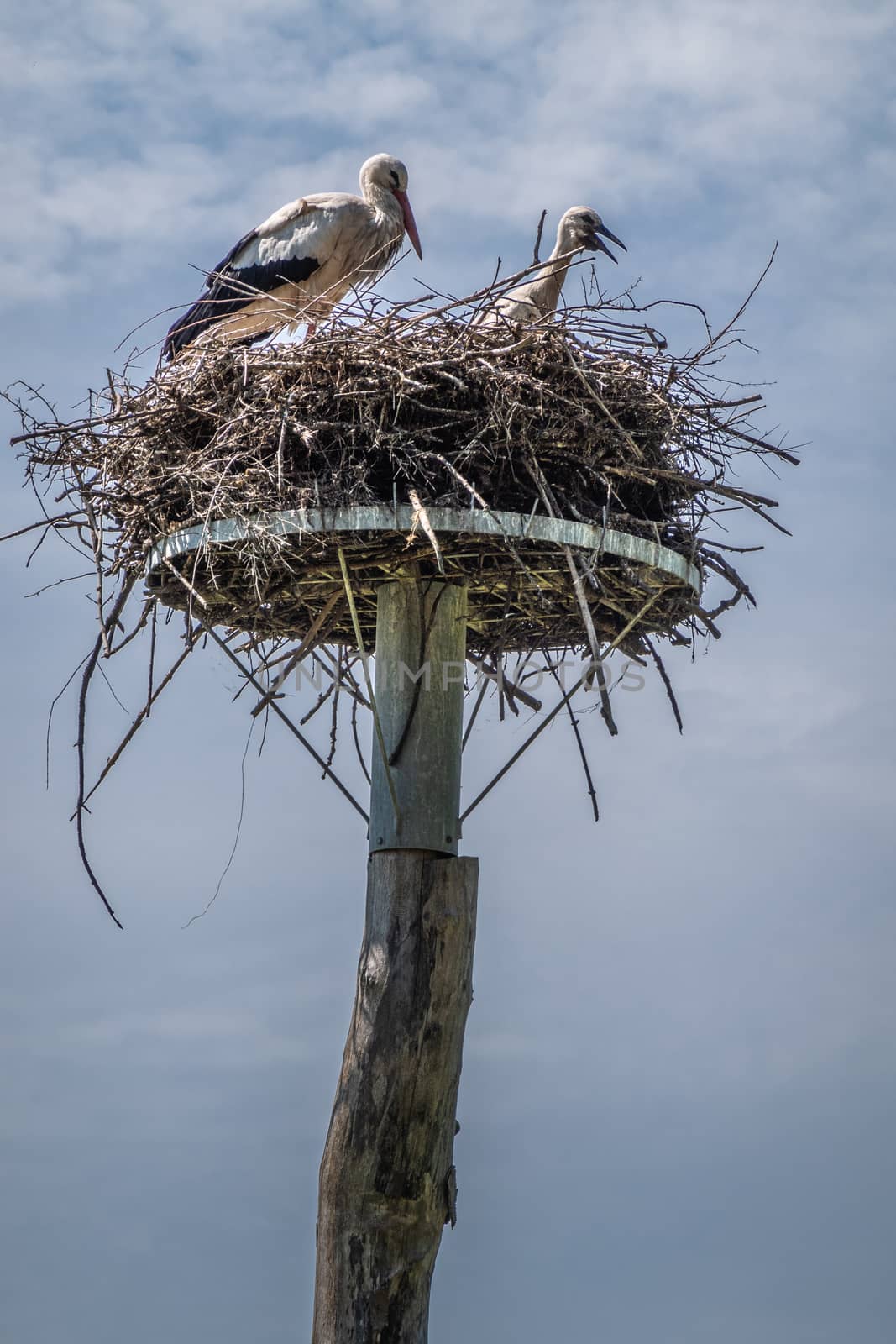 Knokke-Heist, Flanders, Belgium -  June 18, 2019: Zwin Bird Refuge. Closeup of one adult stork with one chick in nest on top of pillar against blue sky.