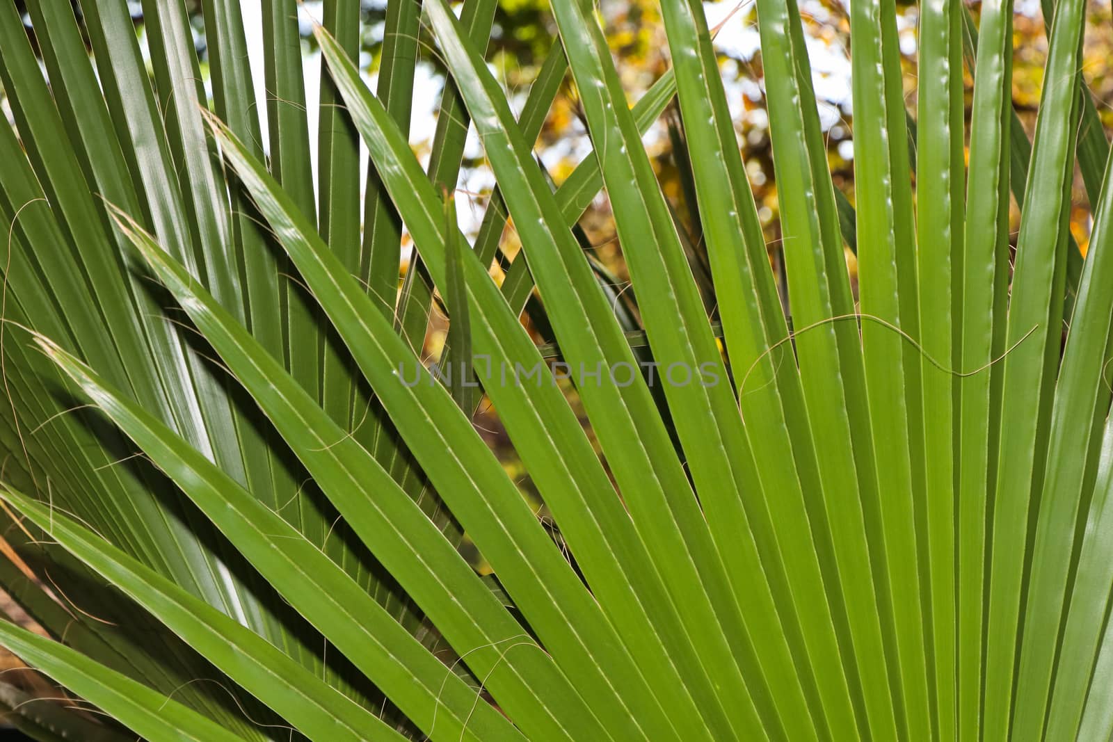 Large green radiating leaves of a latan fan palm (Latania lontaroides), Pretoria, South Africa