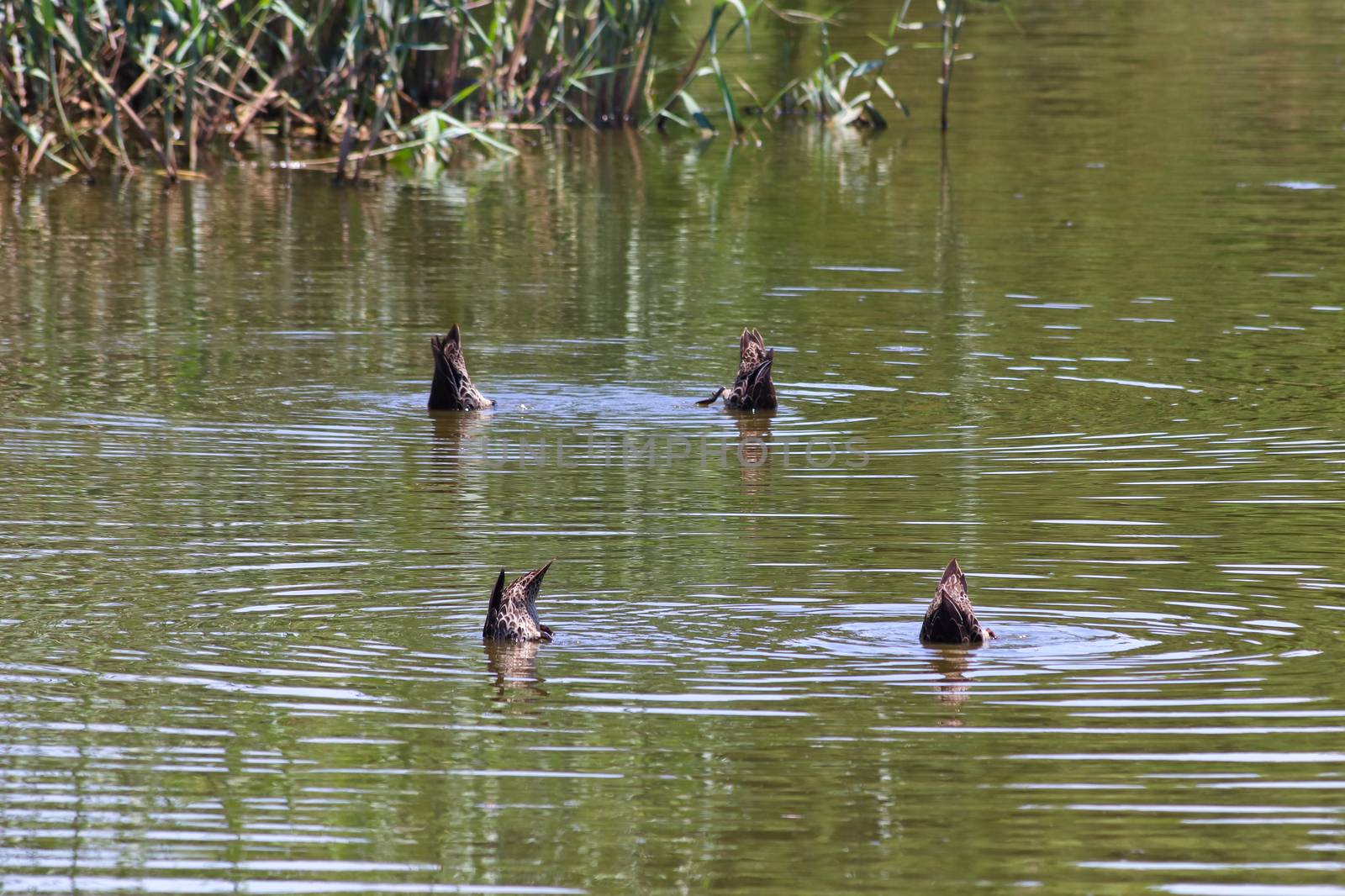 Four Yellow-billed Ducks Feeding In A Lake (Anas undulata) by jjvanginkel