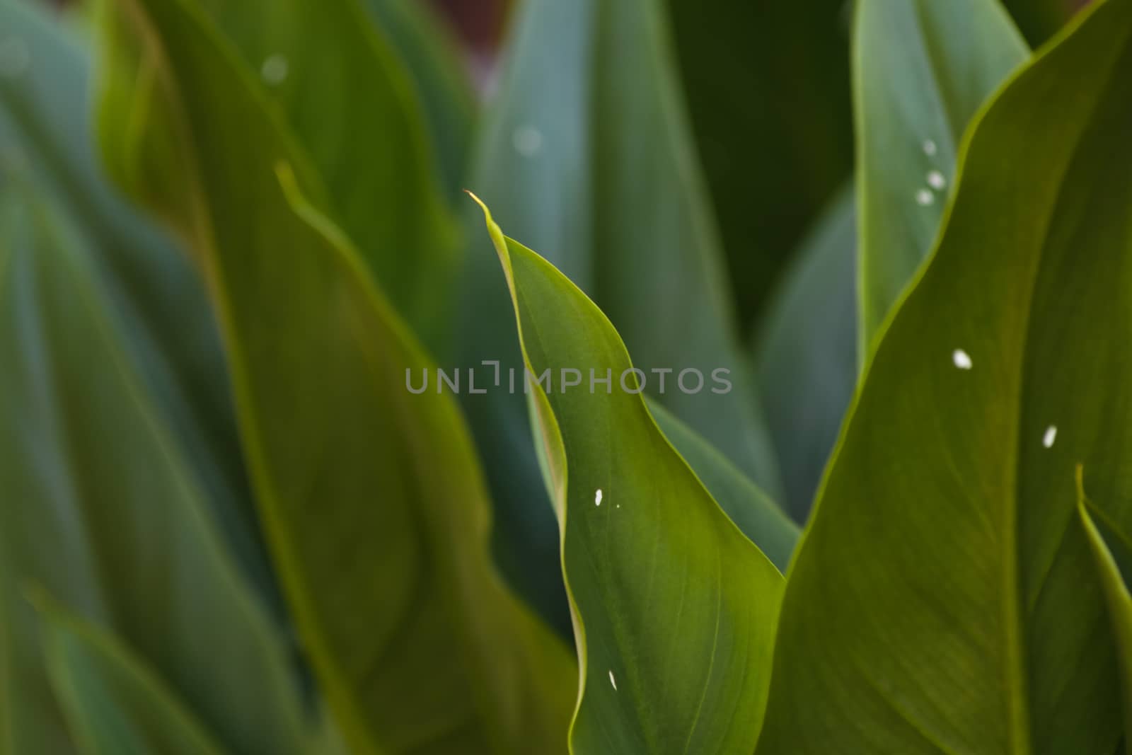 A close-up frame of broad green tropical plant leaves (Strelitzia sp.), Pretoria, South Africa