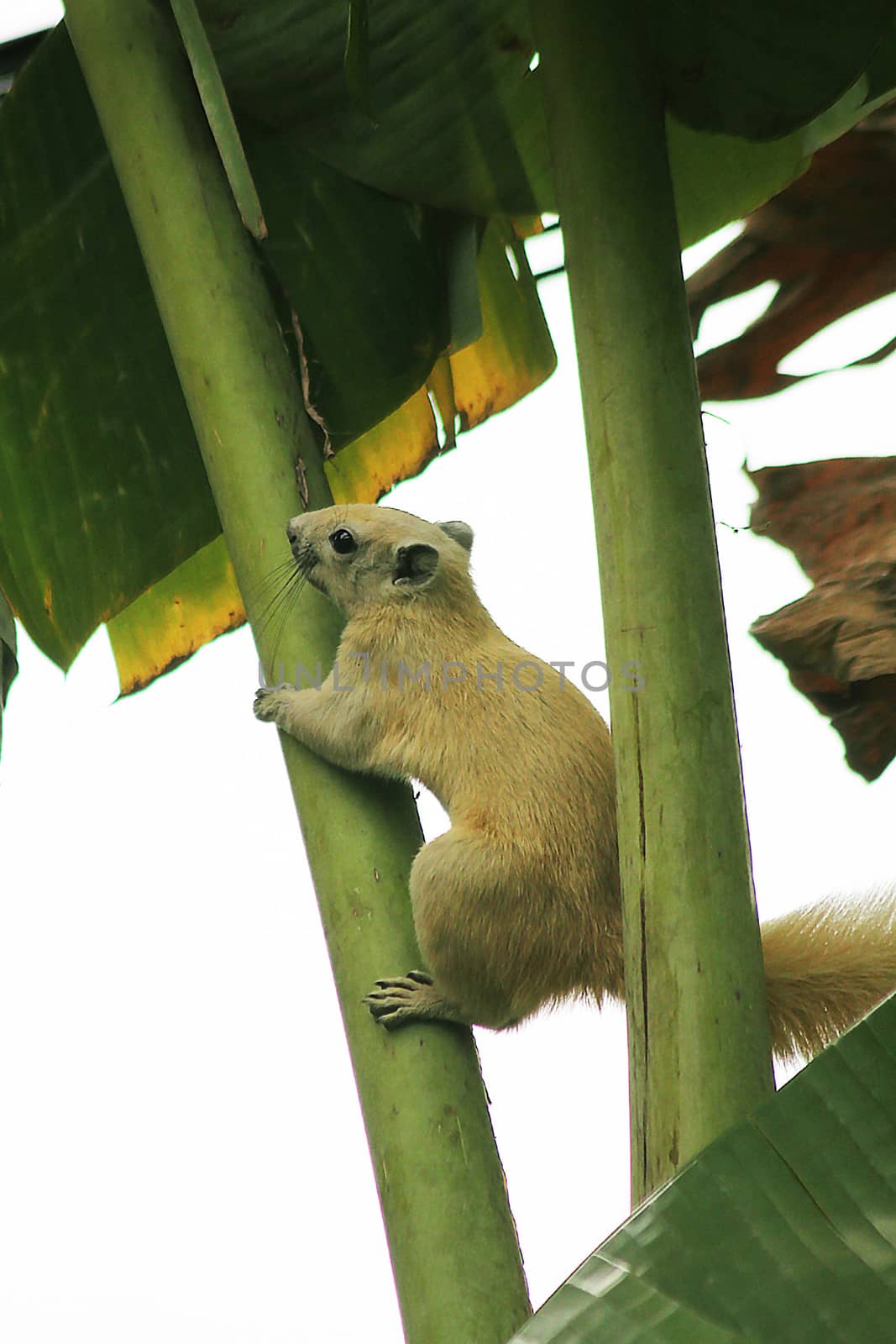 Squirrel on a banana tree