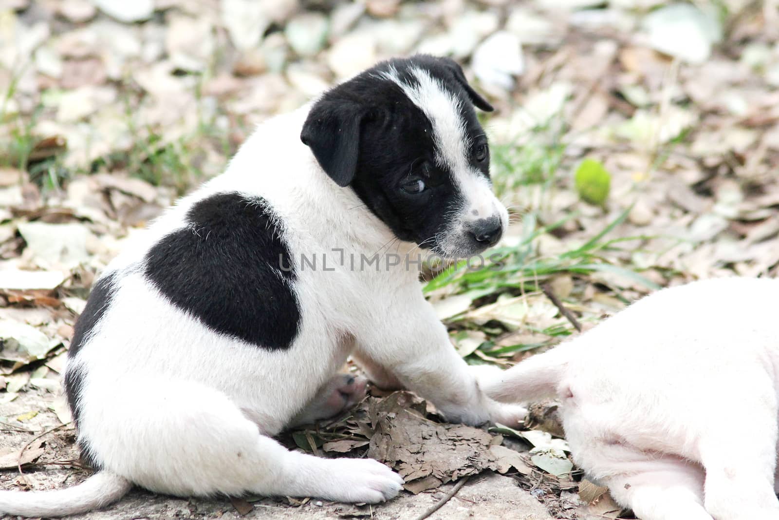 The look of white puppies black spots