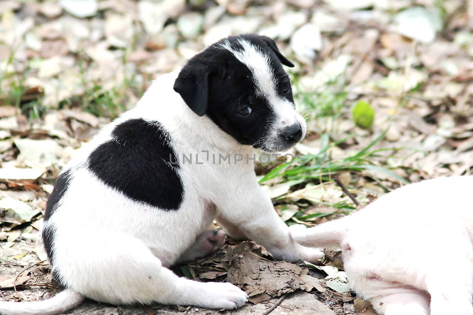 The look of white puppies black spots