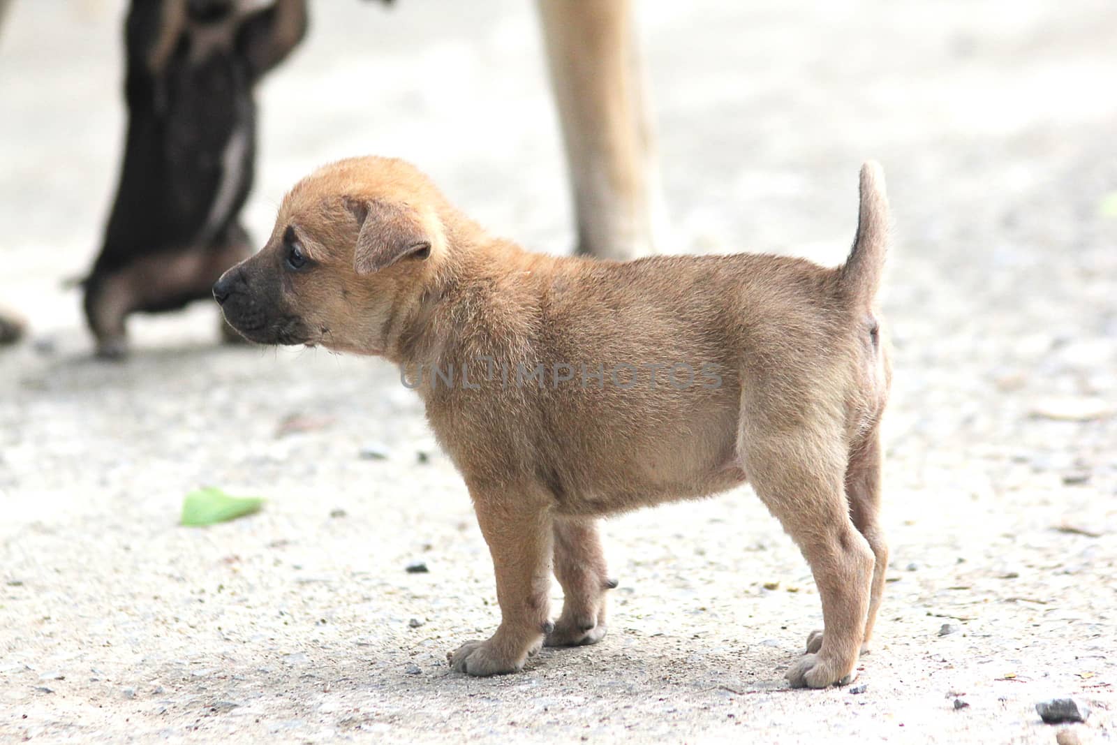 A small brown puppy was walking