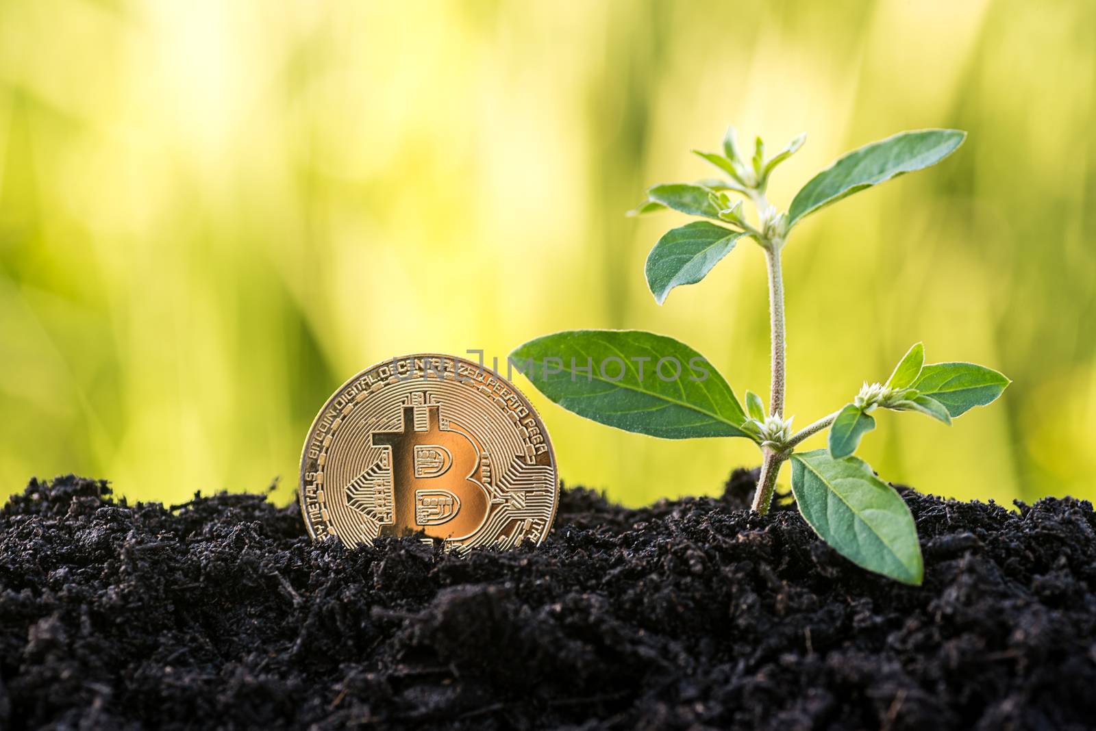 gold bitcoin grow from soil