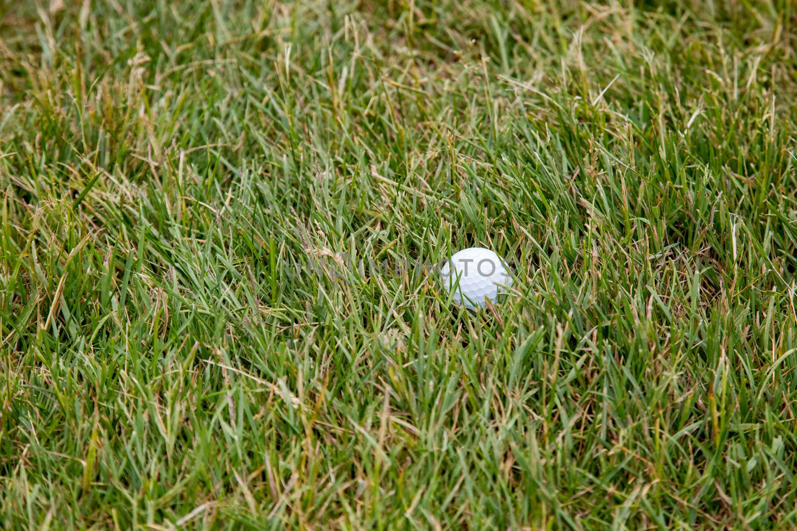 A white golf ball lies in rough, taller grass off the fairway on a golf course.