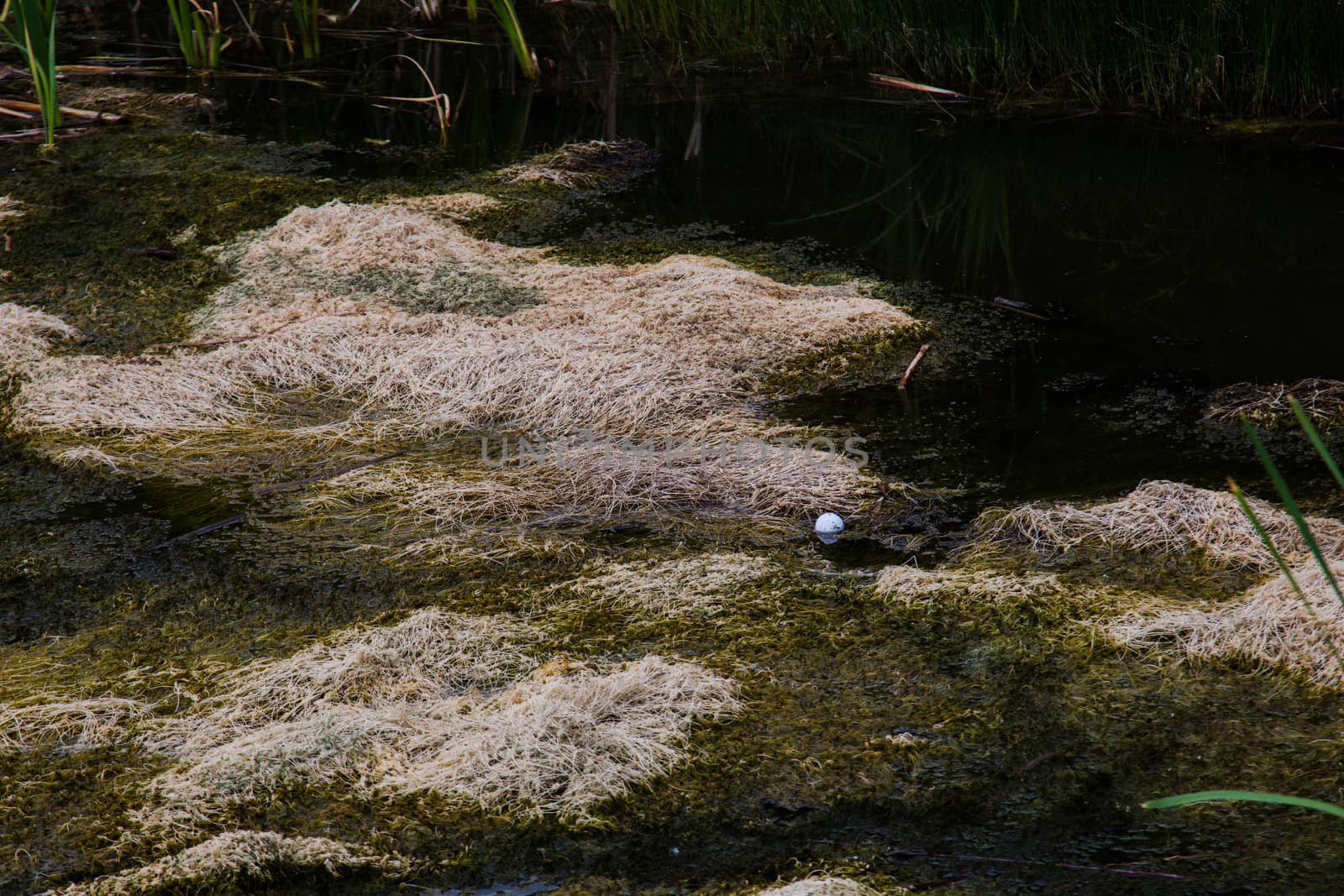 A golf ball is stuck in the muck of a particularly swampy water hazard.