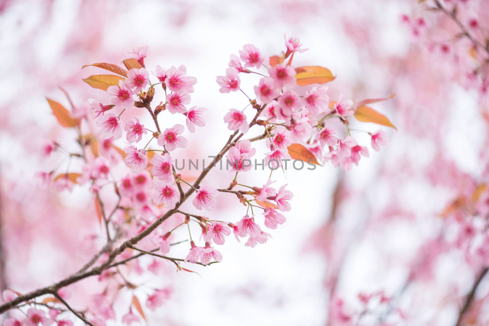 beautiful branch of pink flower wild himalayan cherry flower (Pr by Lerttanapunyaporn