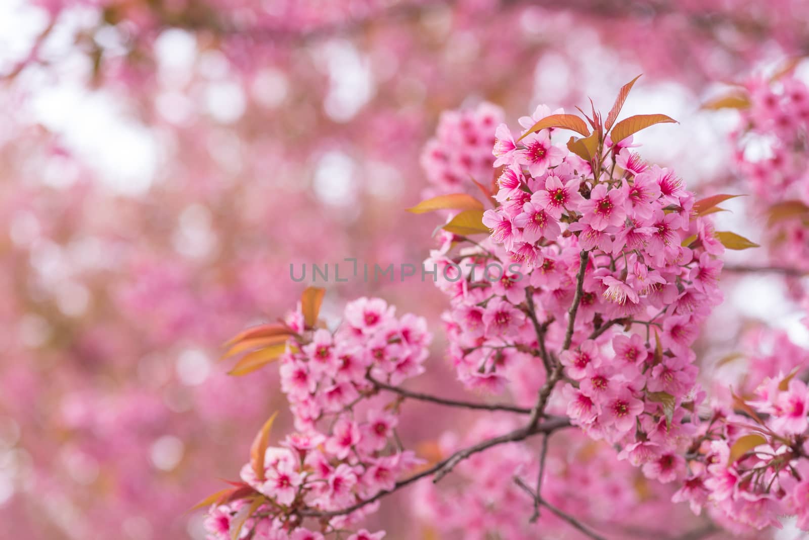 beautiful pink flower wild himalayan cherry flower (Prunus cerasoides) , Thai Cherry Blossom