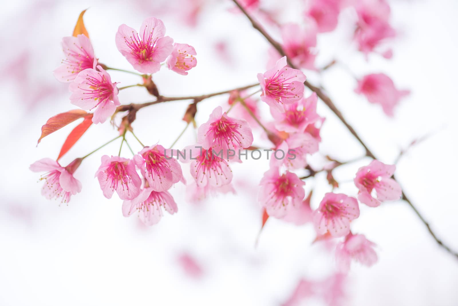beautiful branch of pink flower wild himalayan cherry flower (Pr by Lerttanapunyaporn