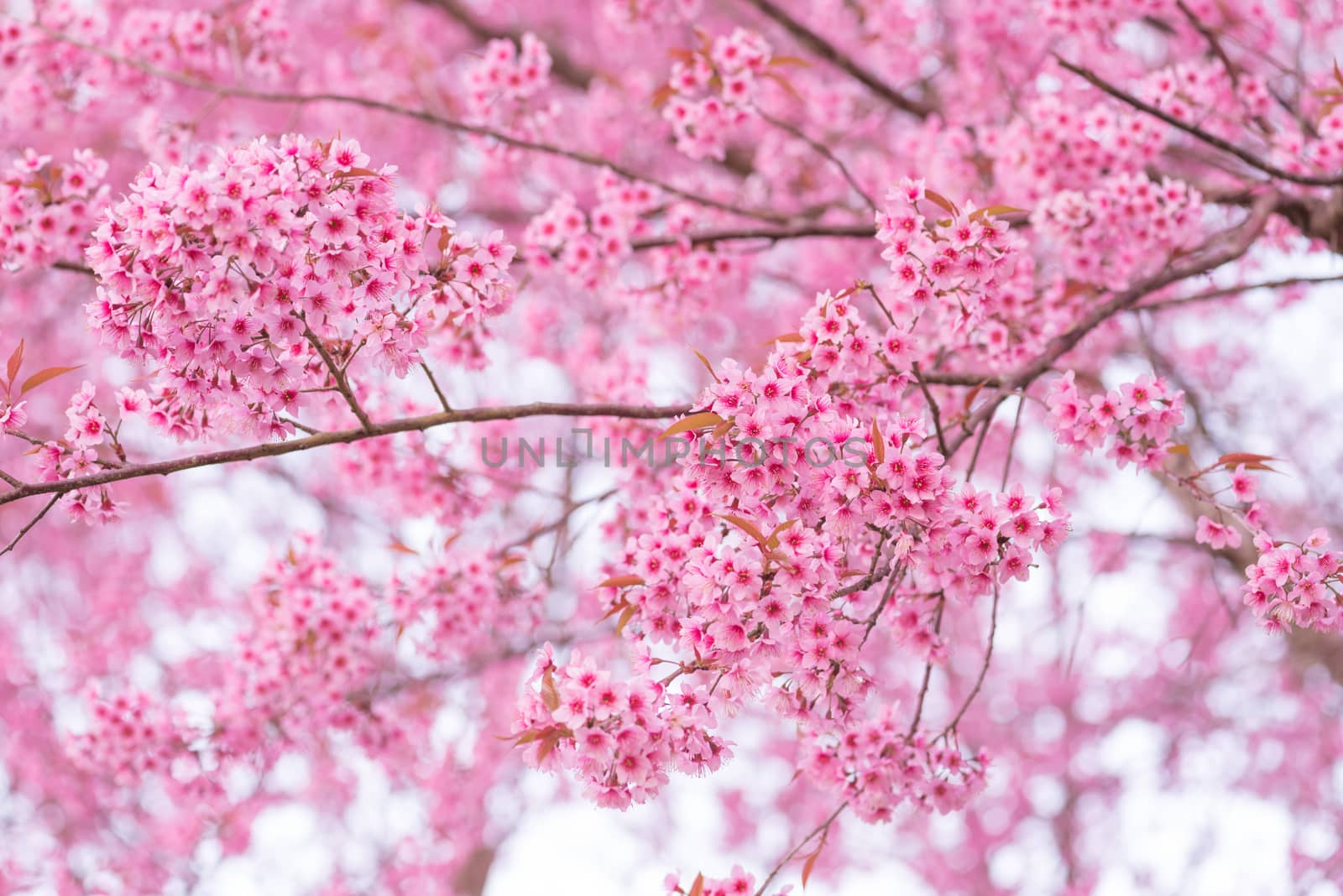 beautiful pink flower wild himalayan cherry flower (Prunus ceras by Lerttanapunyaporn