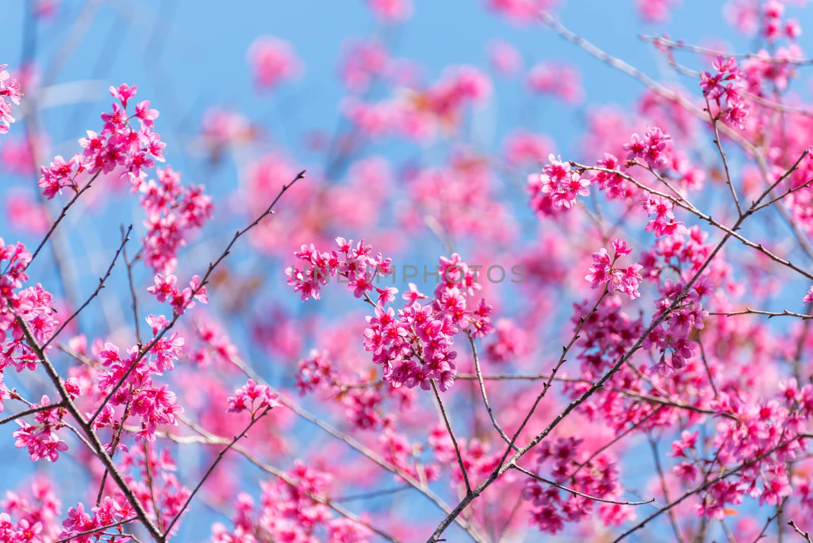 beautiful pink flower wild himalayan cherry flower (Prunus cerasoides) , Thai Cherry Blossom