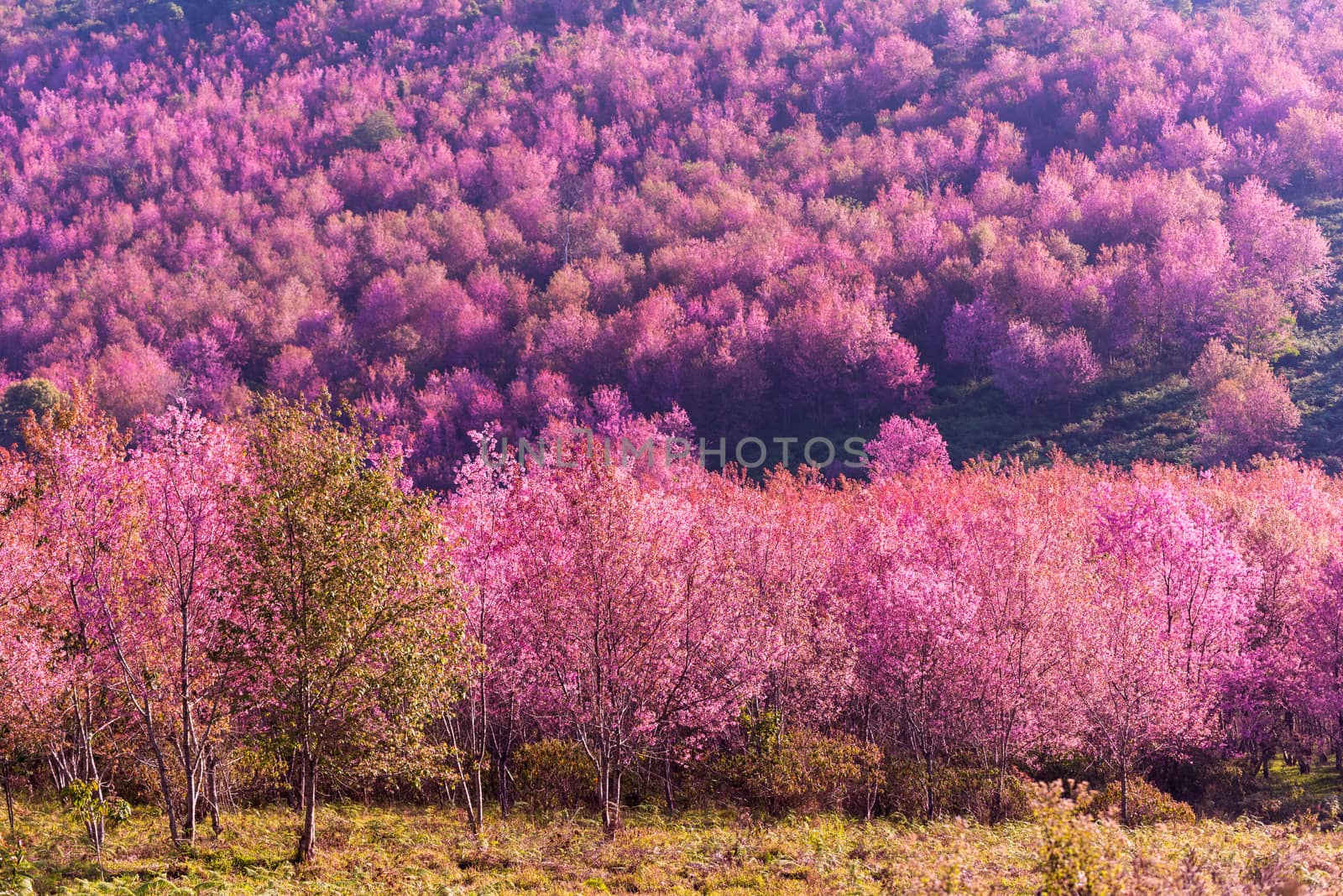 beautiful landscape view of pink flower wild himalayan cherry fl by Lerttanapunyaporn