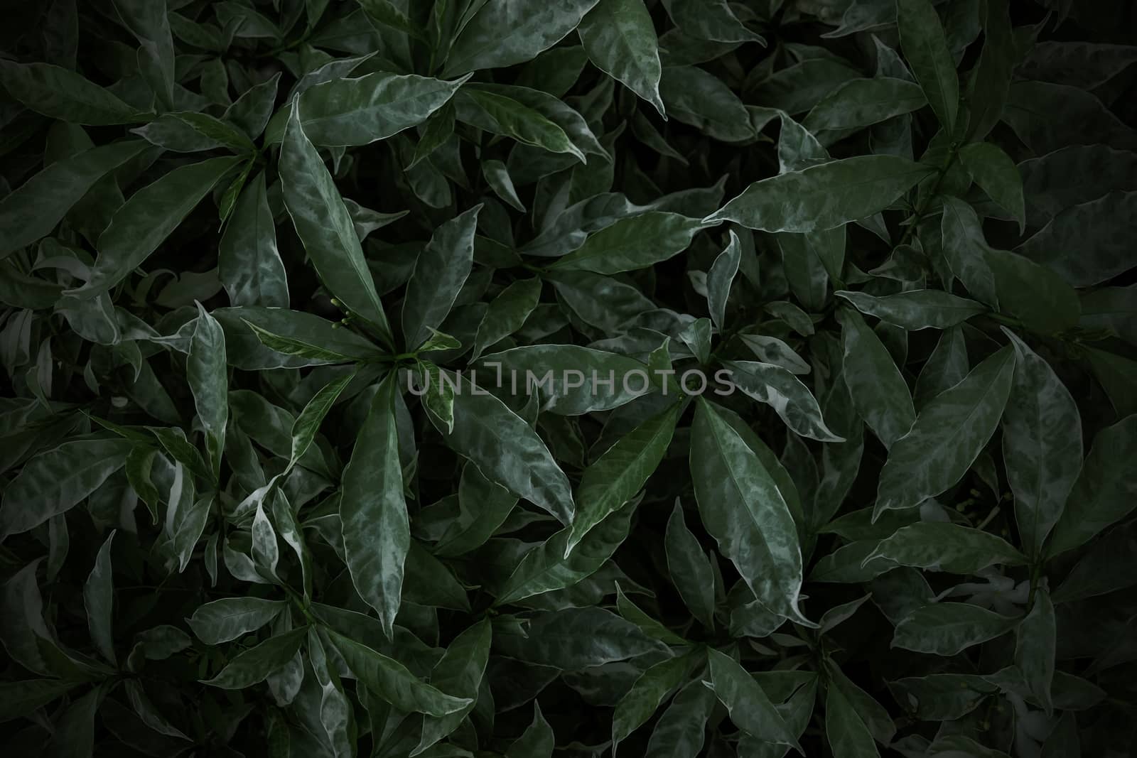 Green leaves texture background Nature wallpaper by Myimagine