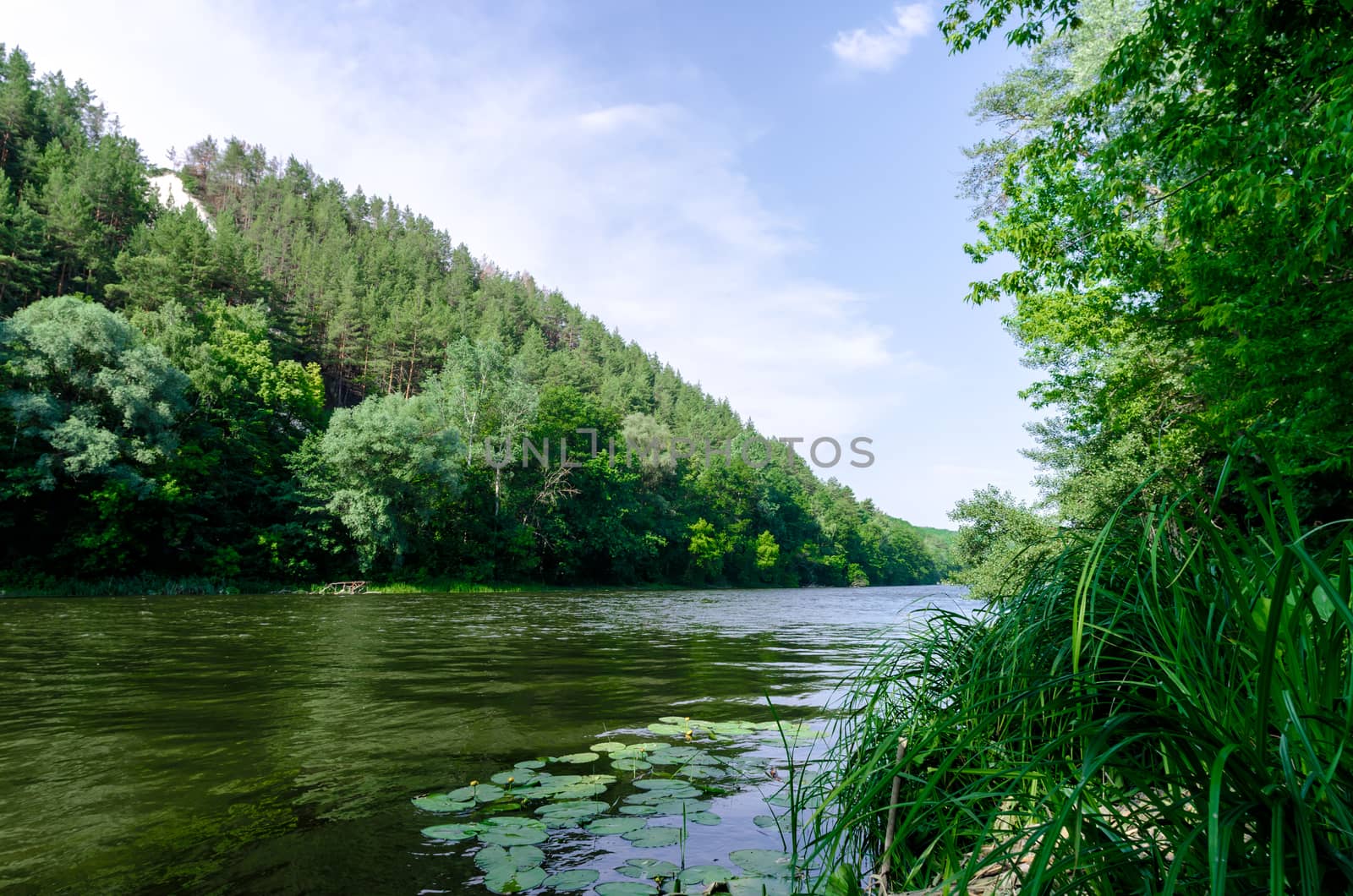 river and green forest on a mountain without people landscape Ukraine