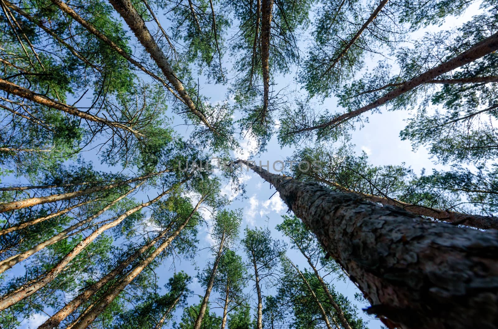 bottom view of tall pine trees in the forest against the sky and clouds nature background