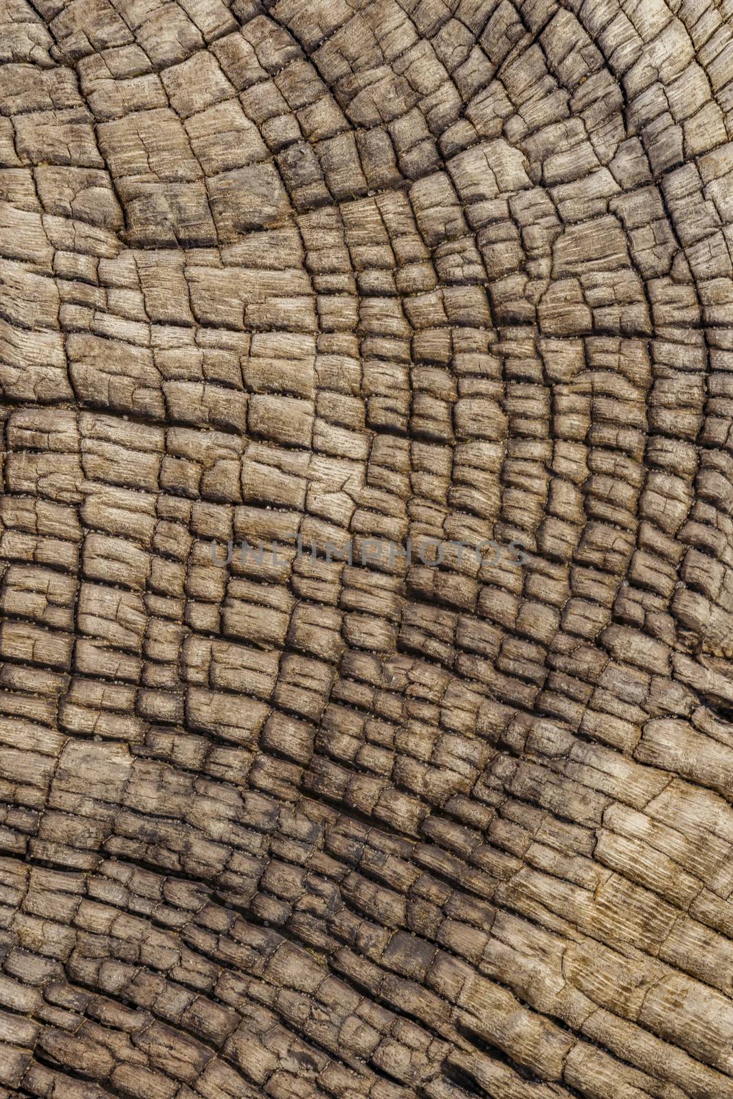 Wooden background from a shipwreck in the Skeleton Coast in Namibia. by maramade