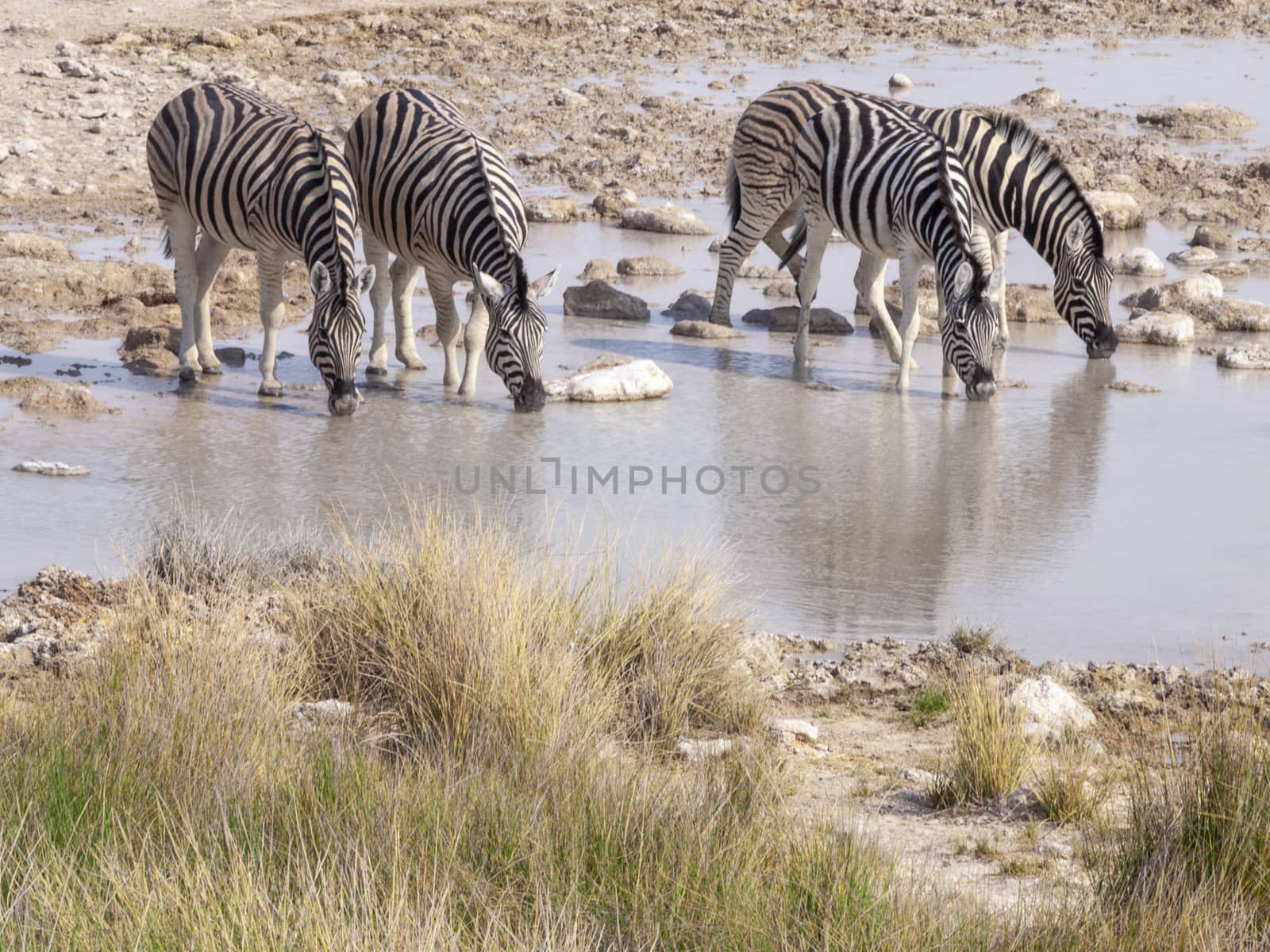 Zebras drinking at a waterhole in the Etosha National Park in Namibia in Africa.